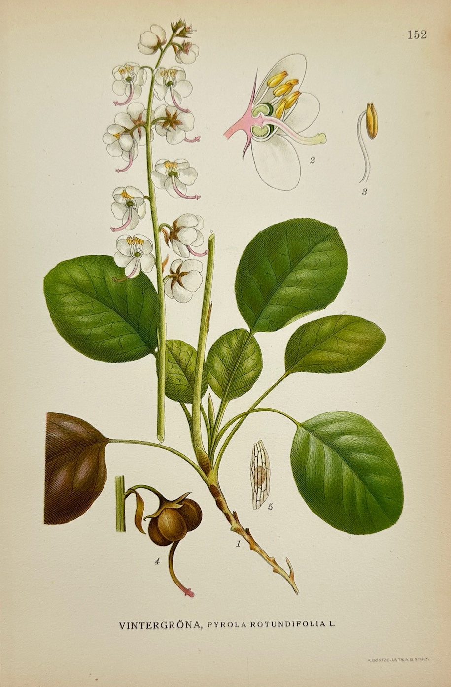 Antique Print - Lindman - Round-leaved Wintergreen - Pyrola Rotundifolia - F4