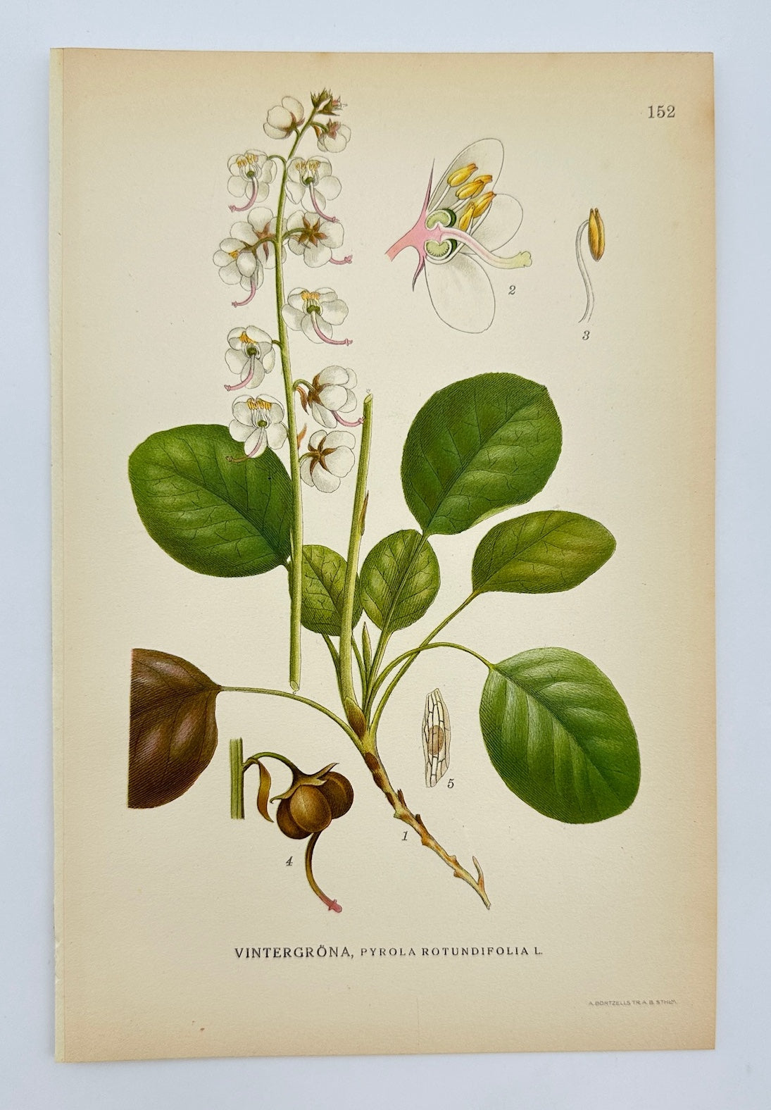 Antique Print - Lindman - Round-leaved Wintergreen - Pyrola Rotundifolia - F4