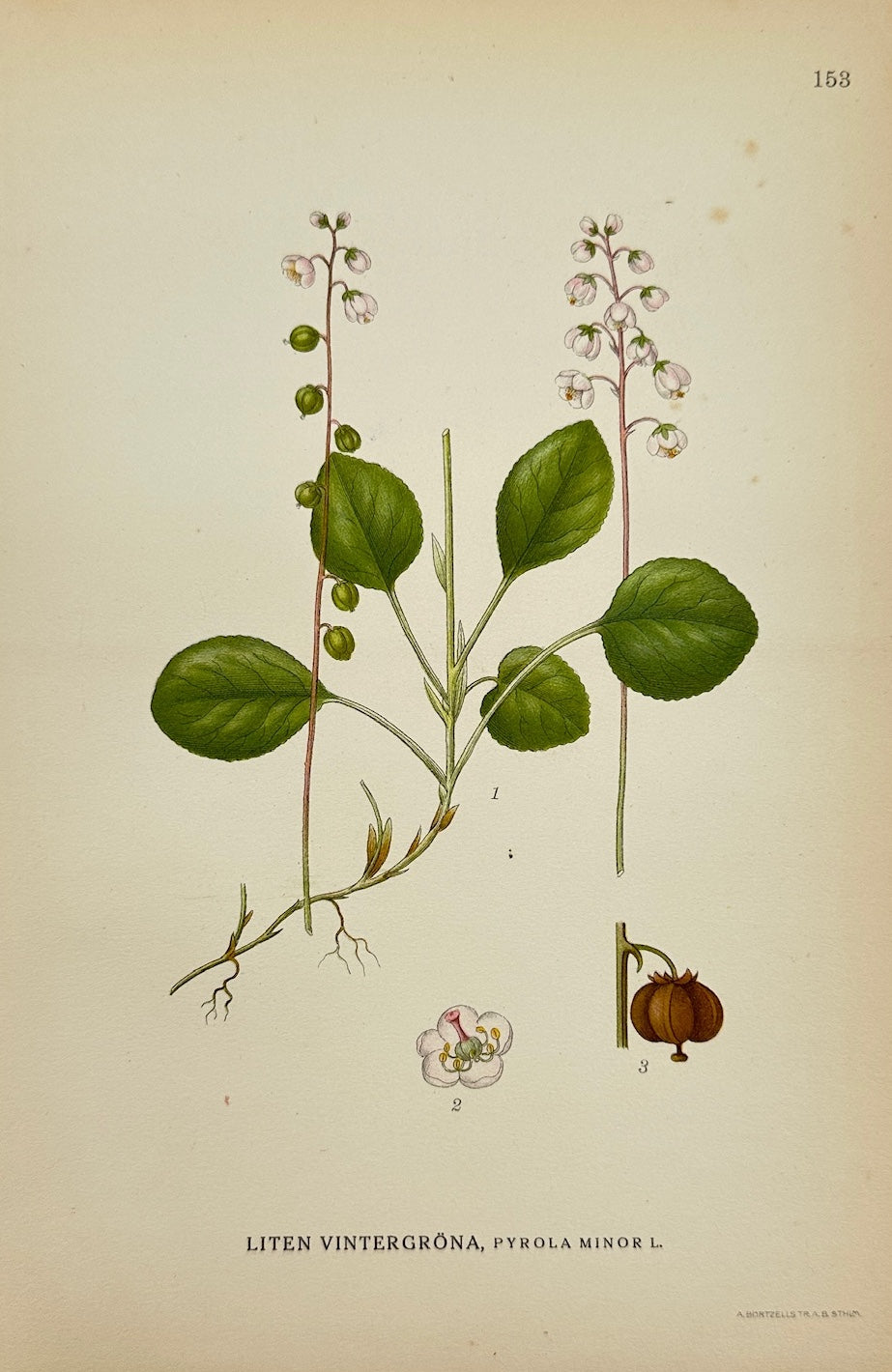 Original Antique Print - Carl Lindman - Lesser Wintergreen - Pyrola Minor - F4