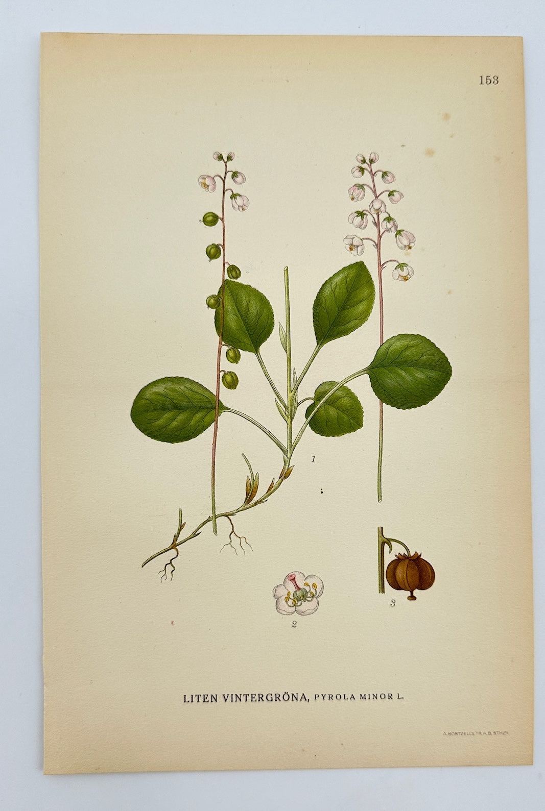 Original Antique Print - Carl Lindman - Lesser Wintergreen - Pyrola Minor - F4