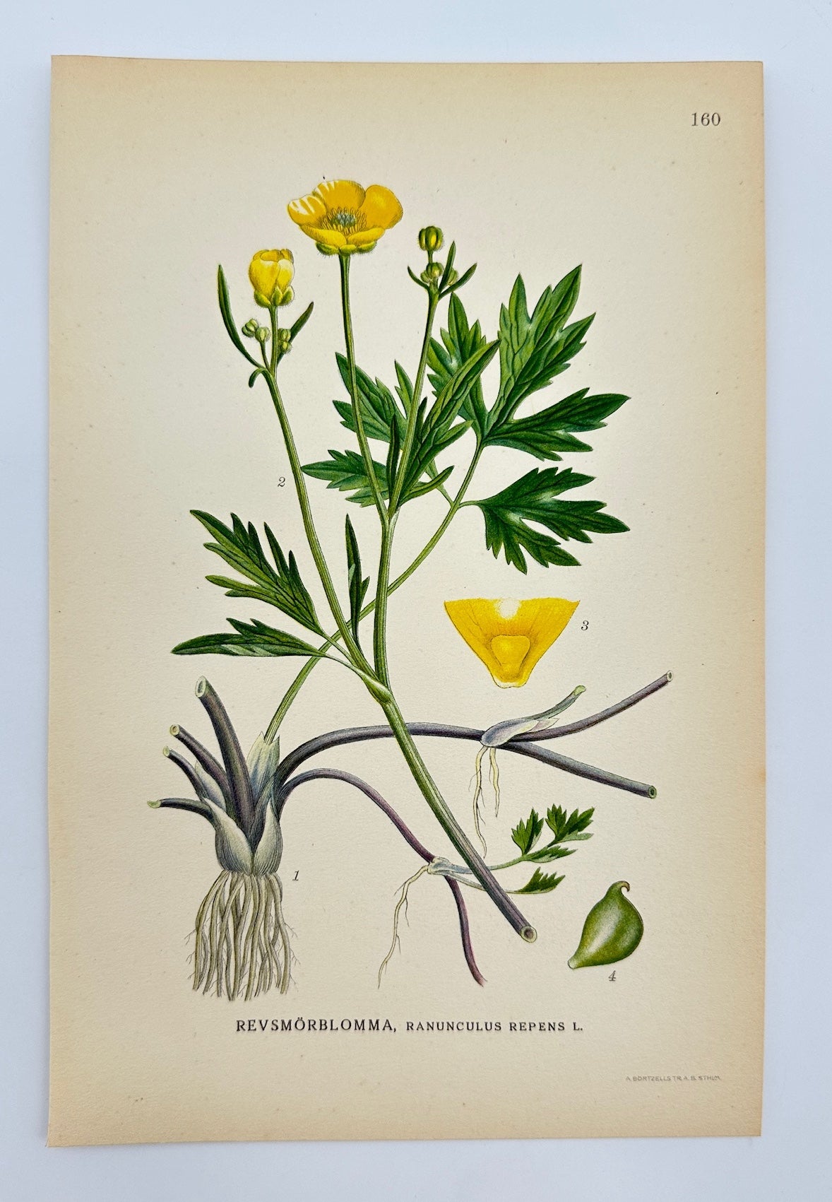 Antique Print - Carl Lindman - Creeping Buttercup - Ranunculus Repens - F4