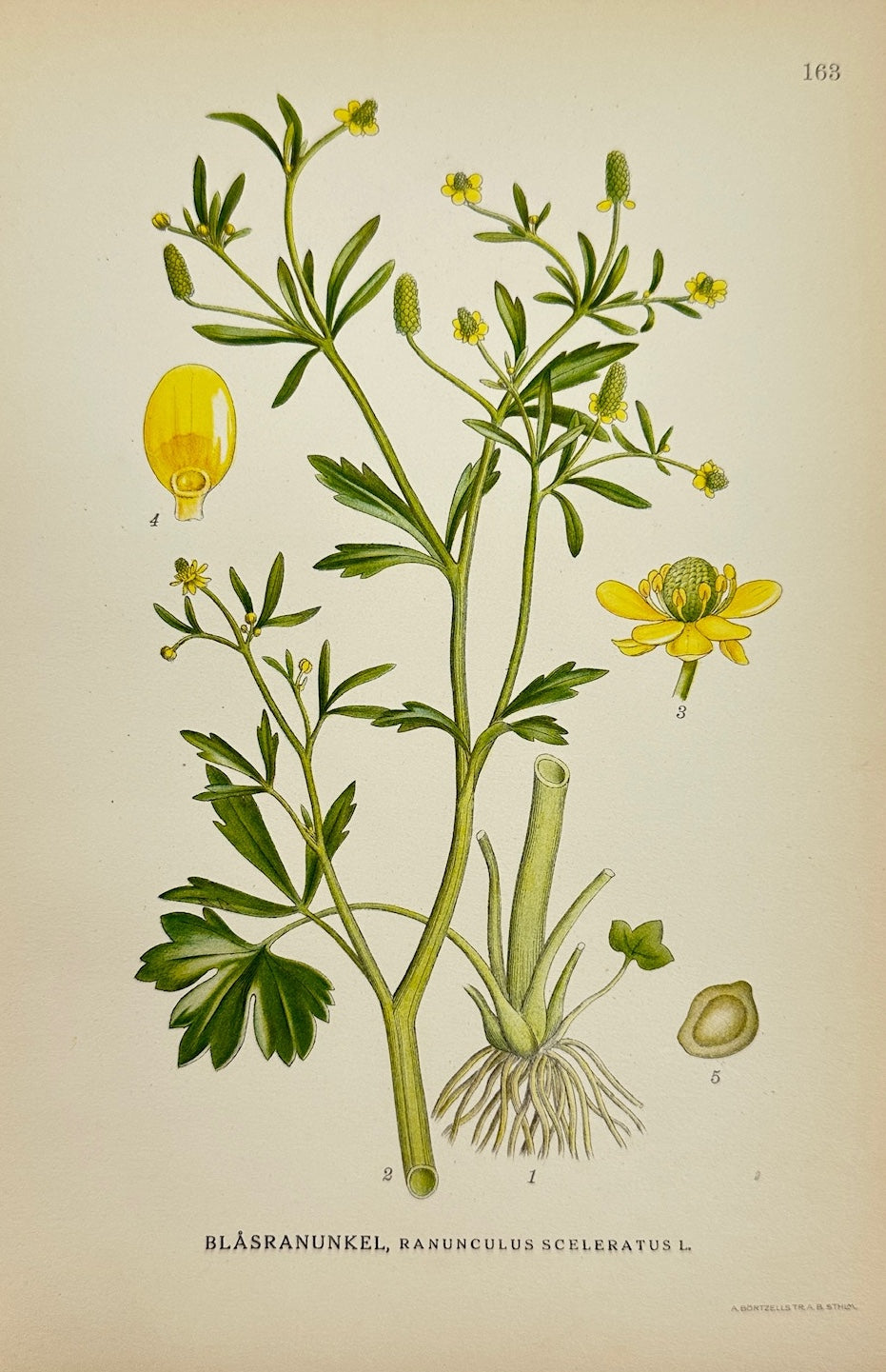 Antique Print - Lindman - Celery-leaved Buttercup - Ranunculus Sceleratus - F4