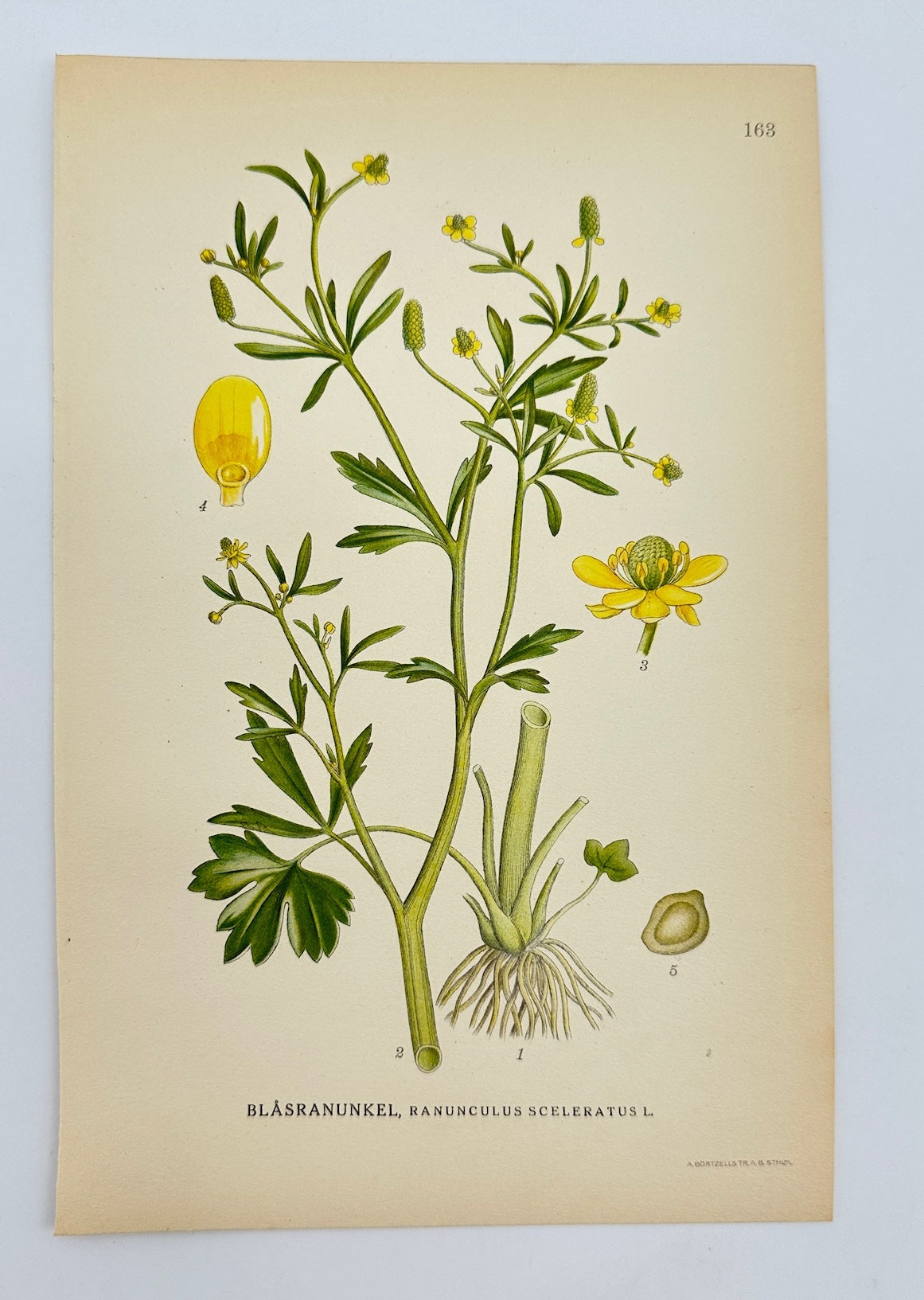 Antique Print - Lindman - Celery-leaved Buttercup - Ranunculus Sceleratus - F4