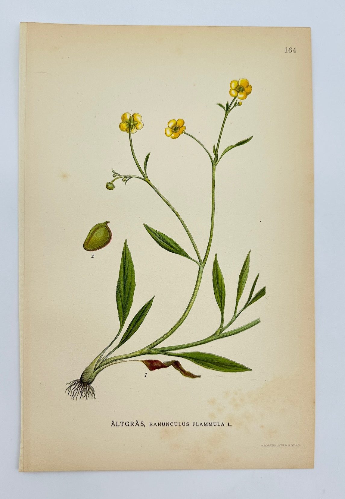 Antique Print - Carl Lindman - Lesser Spearwort - Ranunculus Flammula - F4