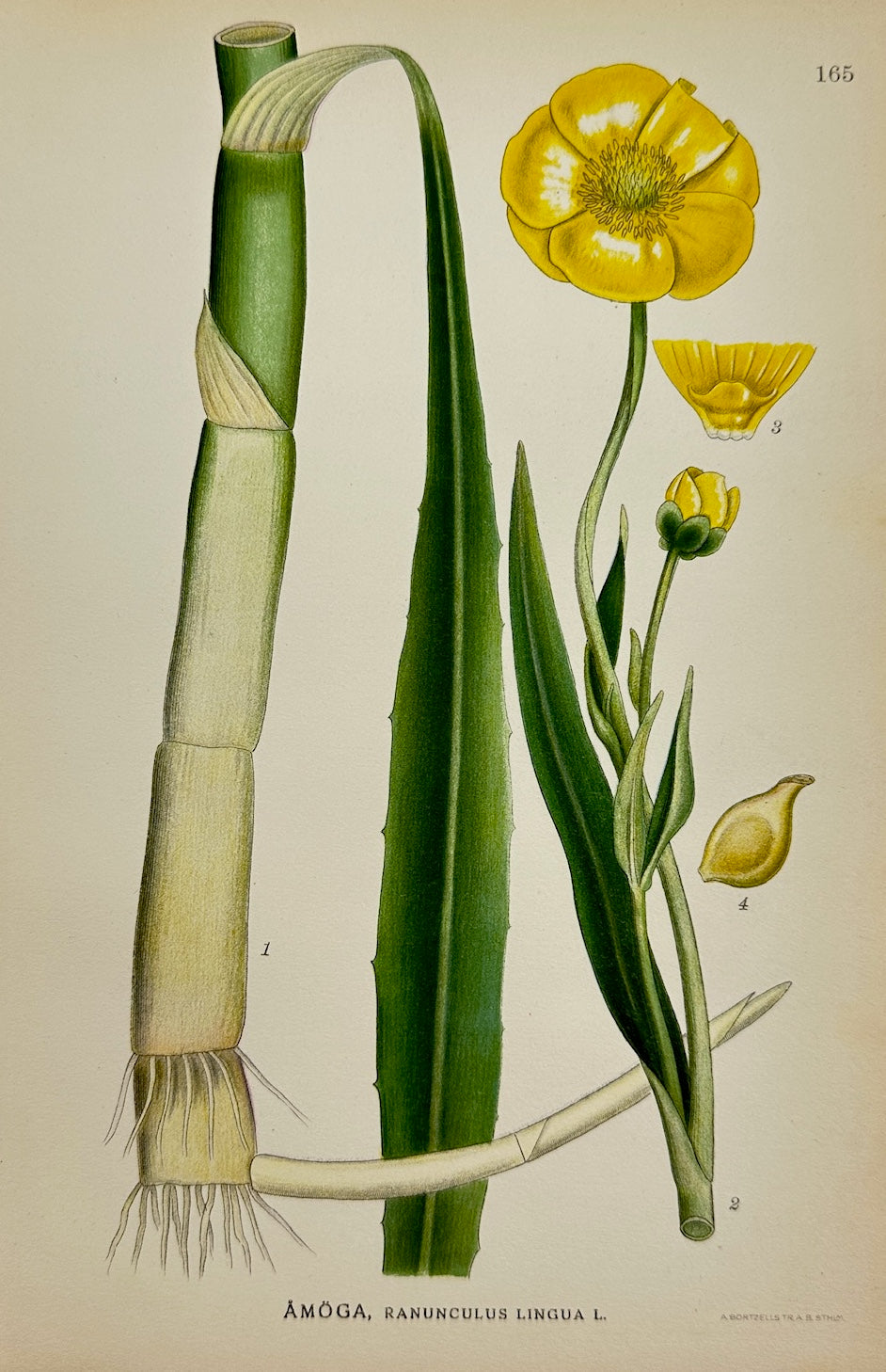 Antique Print - Carl Lindman - Greater Spearwort - Ranunculus Lingua - F4