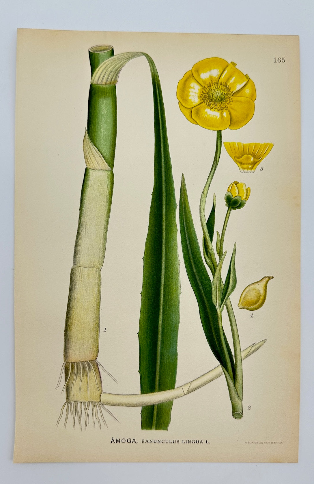 Antique Print - Carl Lindman - Greater Spearwort - Ranunculus Lingua - F4