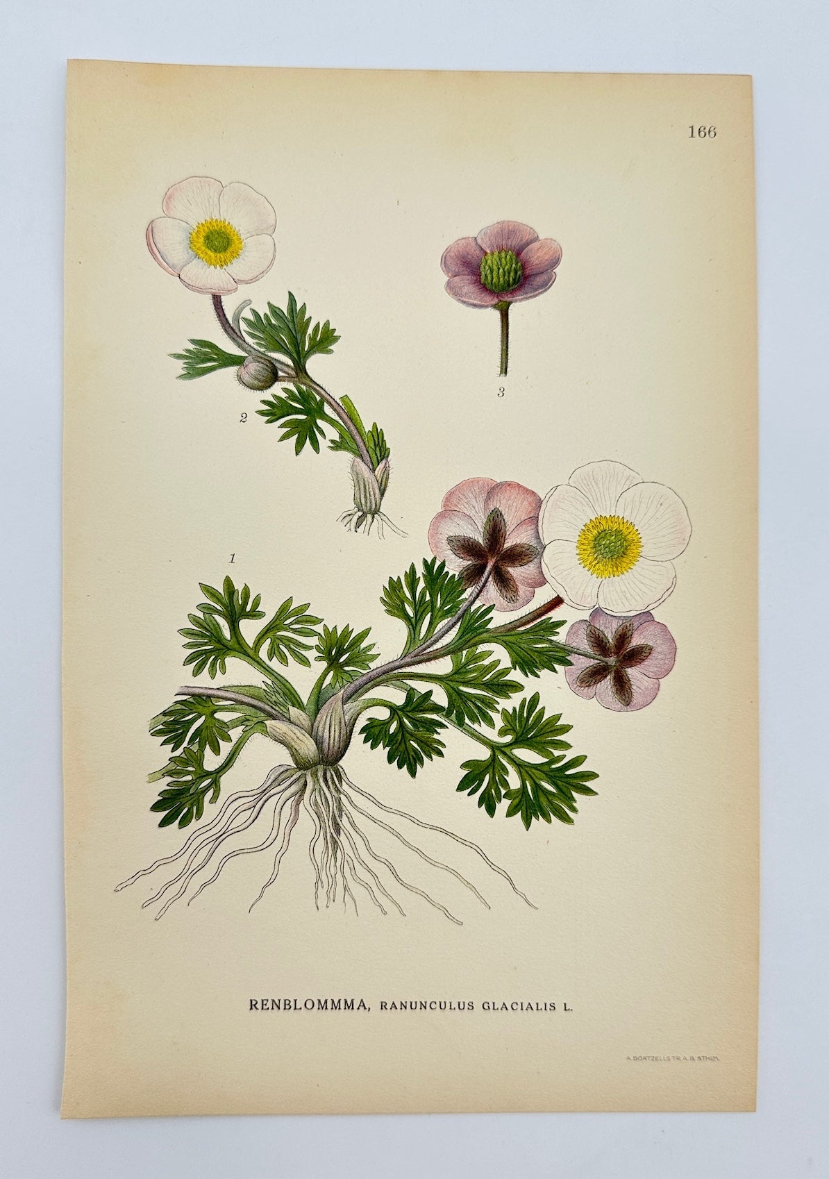 Antique Print - Carl Lindman - Glacier Buttercup - Ranunculus Glacialis - F4