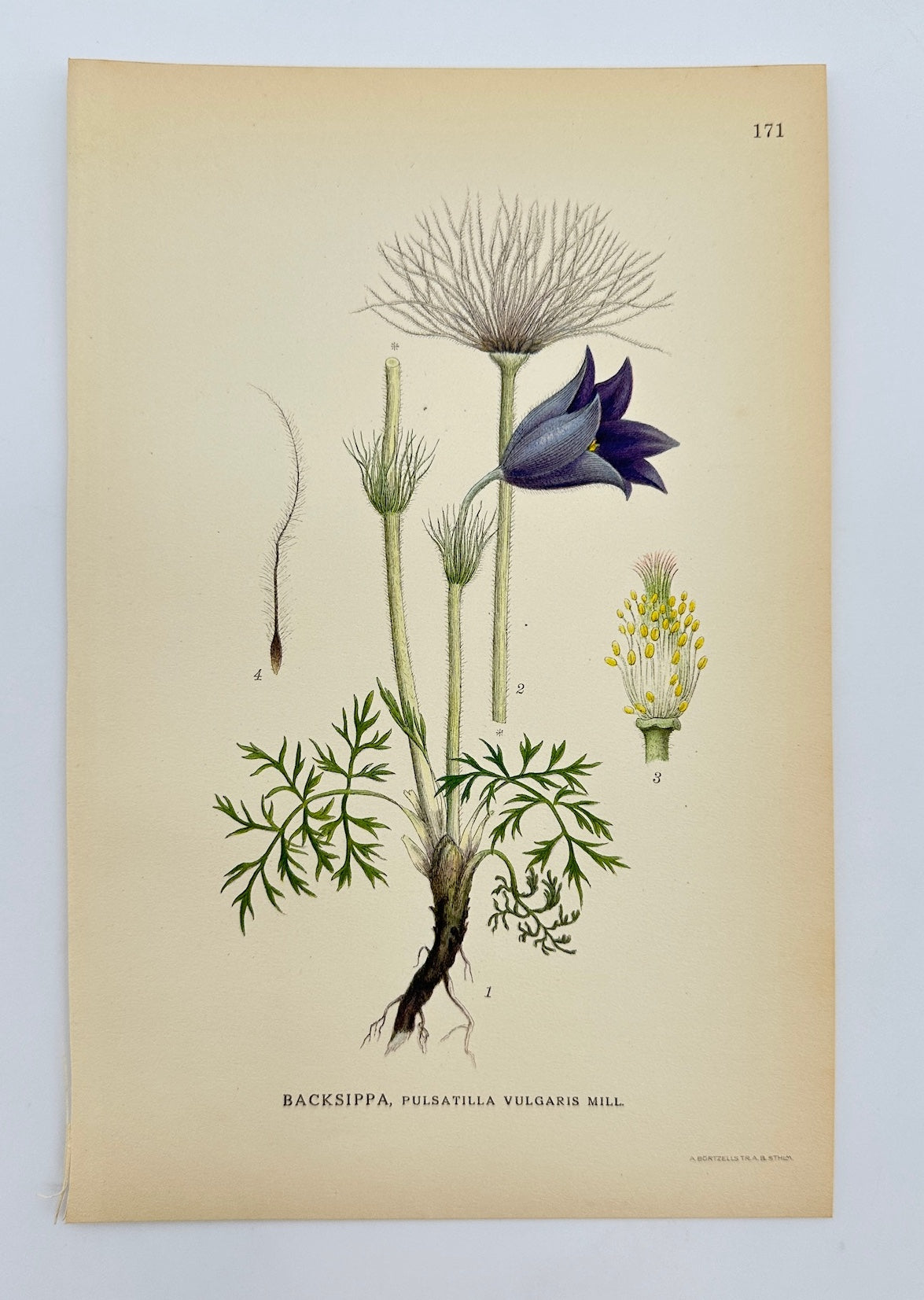 Antique Print - Carl Lindman - Pasqueflower - Pulsatilla Vulgaris Mill - F4