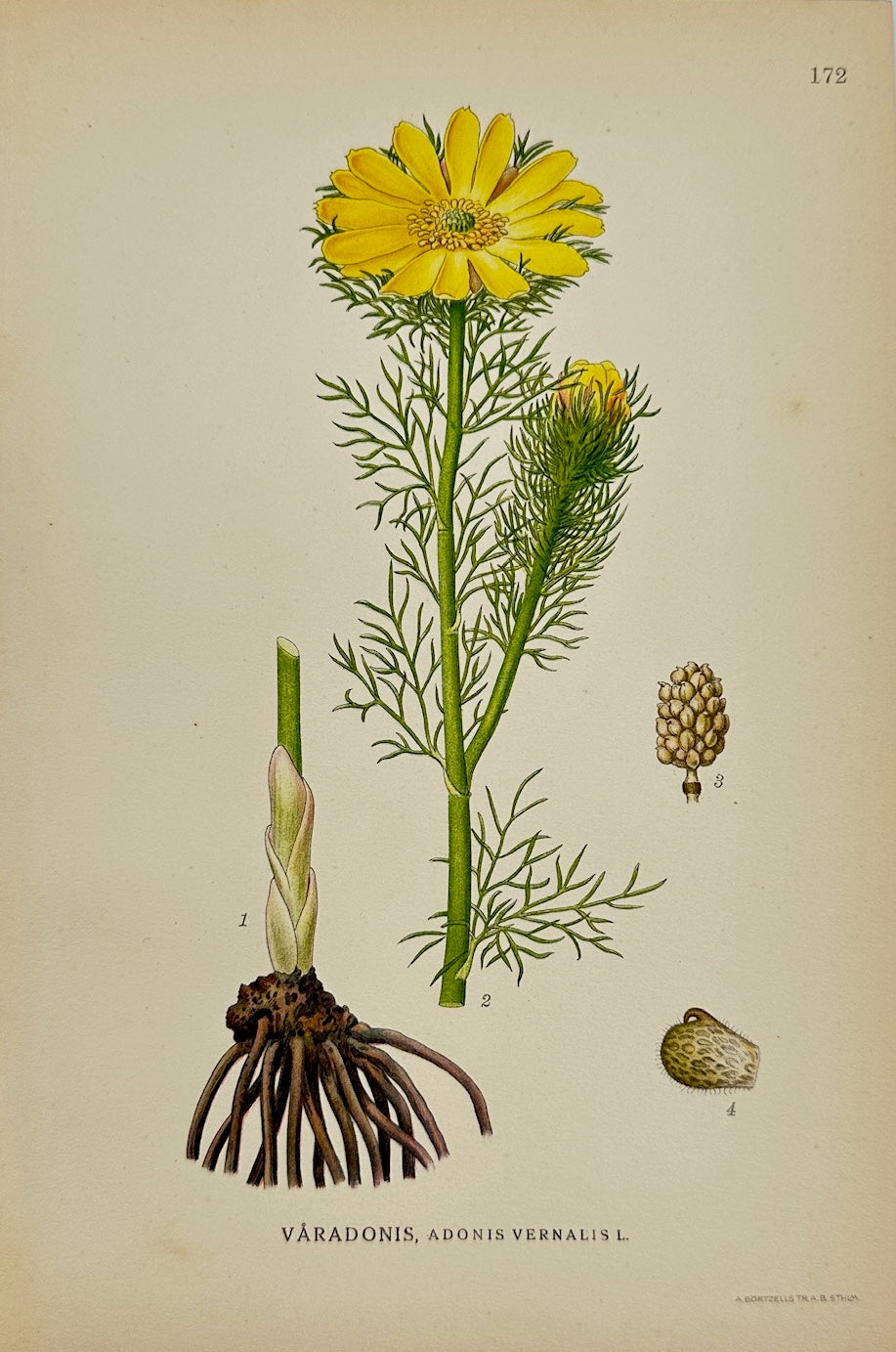 Antique Botanical Print - Carl Lindman - Spring Adonis - Adonis Vernalis - F4