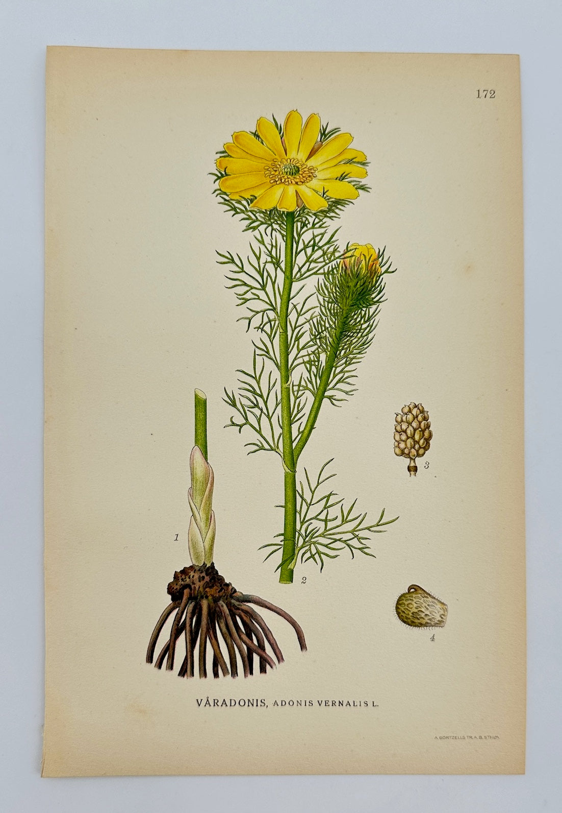 Antique Botanical Print - Carl Lindman - Spring Adonis - Adonis Vernalis - F4