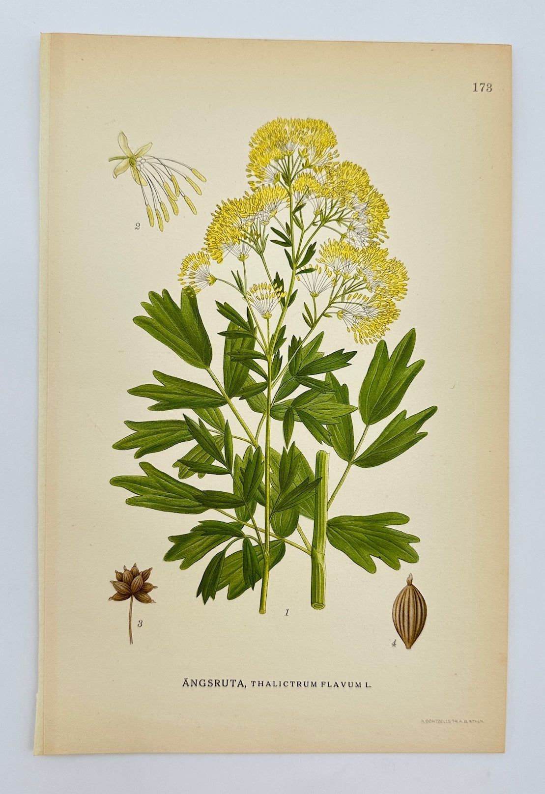 Antique Print - Carl Lindman - Common Meadow-rue - Thalictrum Flavum - F4