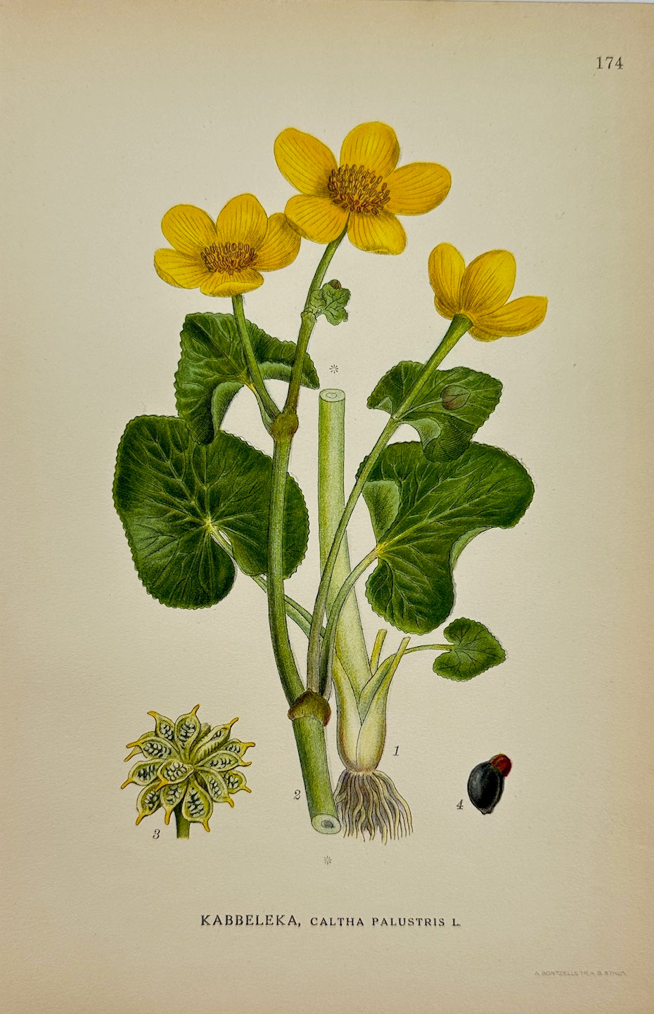 Antique Botanical Print - Carl Lindman - Marsh Marigold - Caltha Palustris - F4