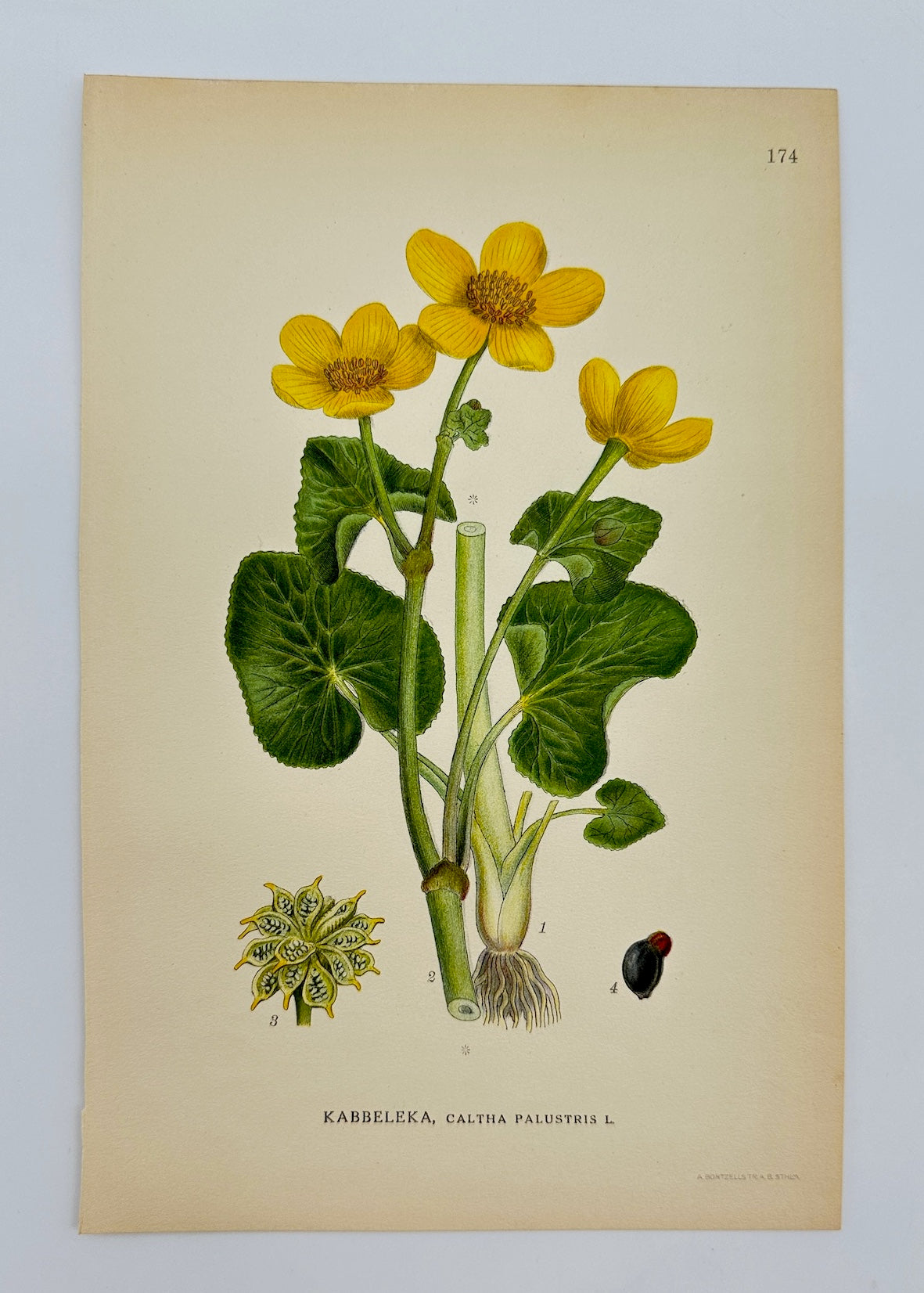 Antique Botanical Print - Carl Lindman - Marsh Marigold - Caltha Palustris - F4