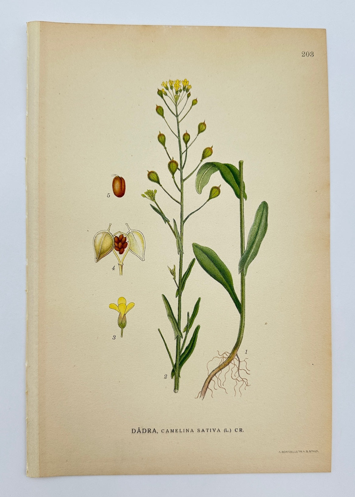 Antique Botanical Print - Carl Lindman - False Flax - Camelina Sativa - F4