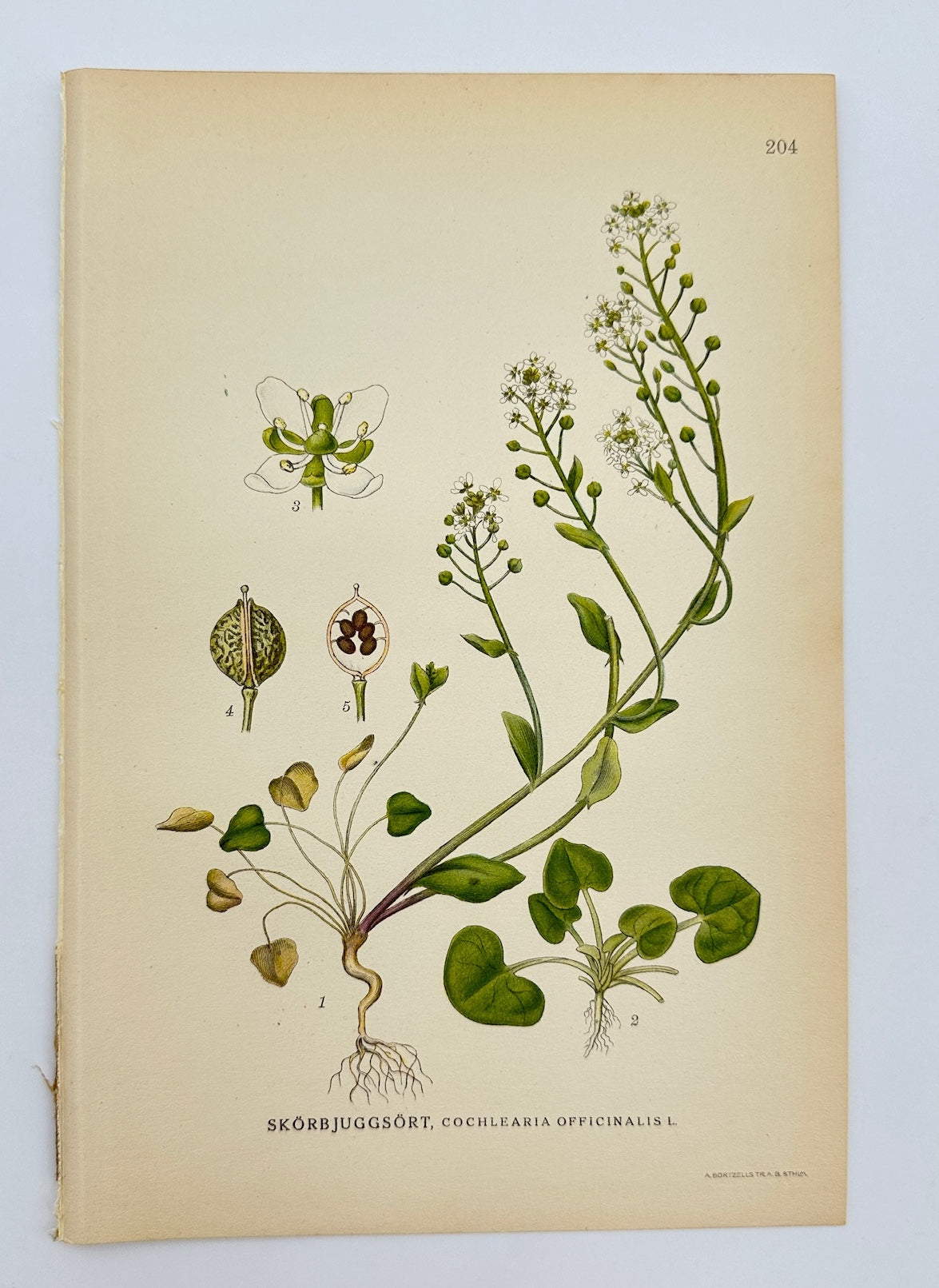 Antique Print - Carl Lindman - Common Scurvygrass - Cochlearia Officinalis - F4