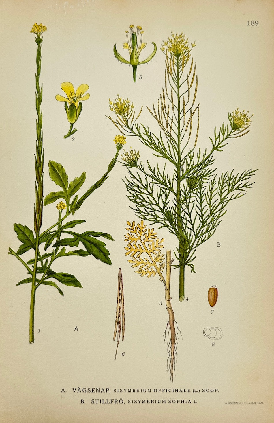 Antique Botanical Print - Carl Lindman - Hedge Mustard and Flixweed - F4