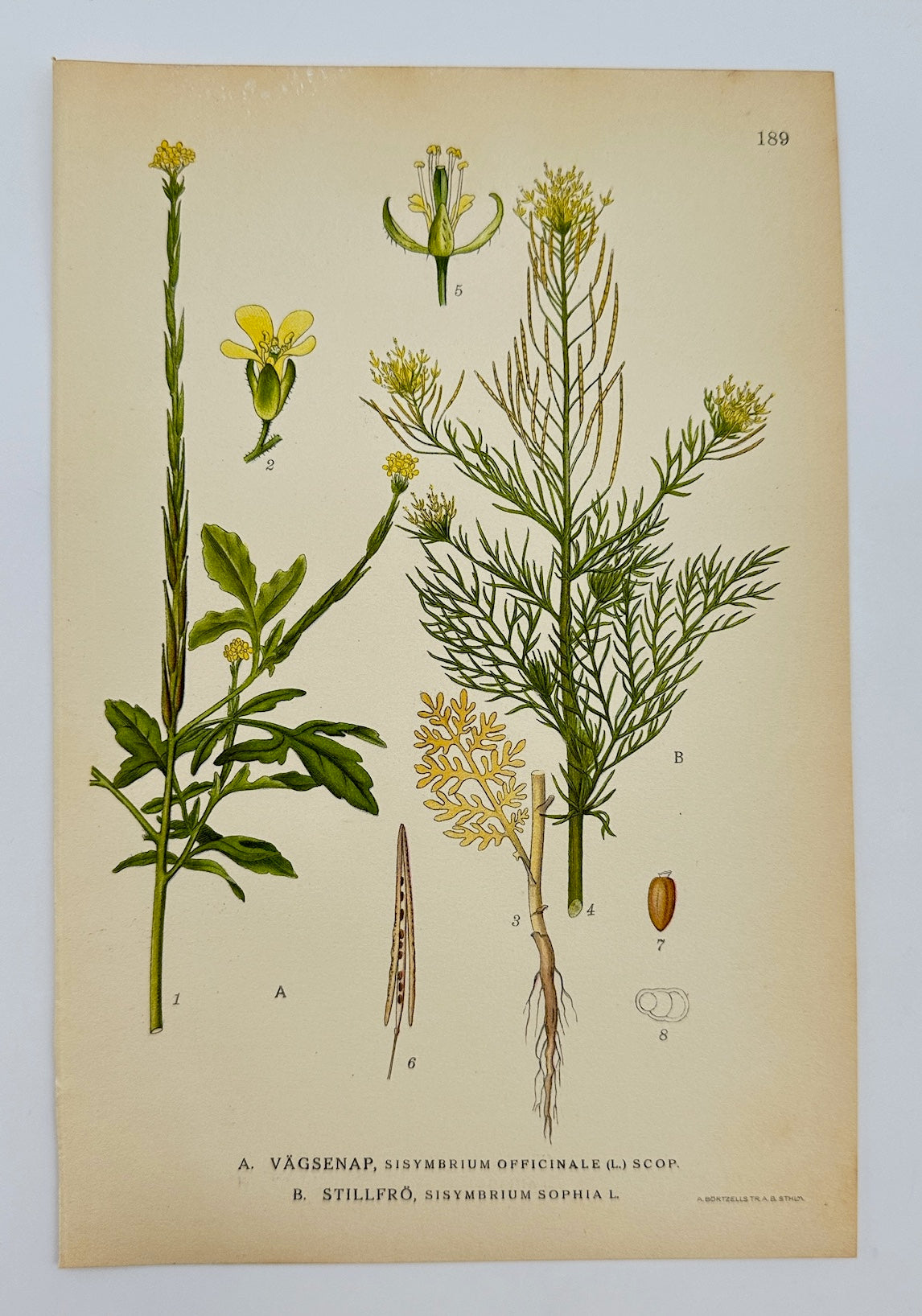 Antique Botanical Print - Carl Lindman - Hedge Mustard and Flixweed - F4