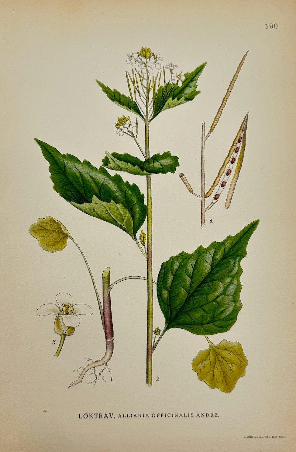 Antique Print - Garlic Mustard - Alliaria Officinalis Andrzejowski - F4