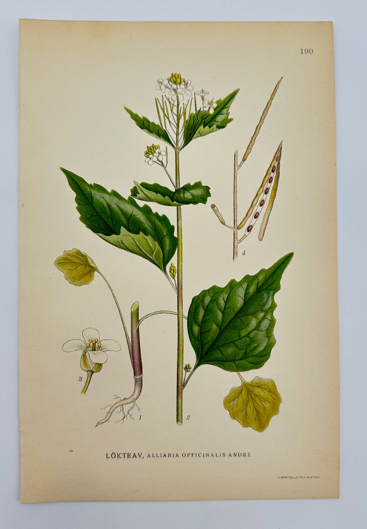 Antique Print - Garlic Mustard - Alliaria Officinalis Andrzejowski - F4