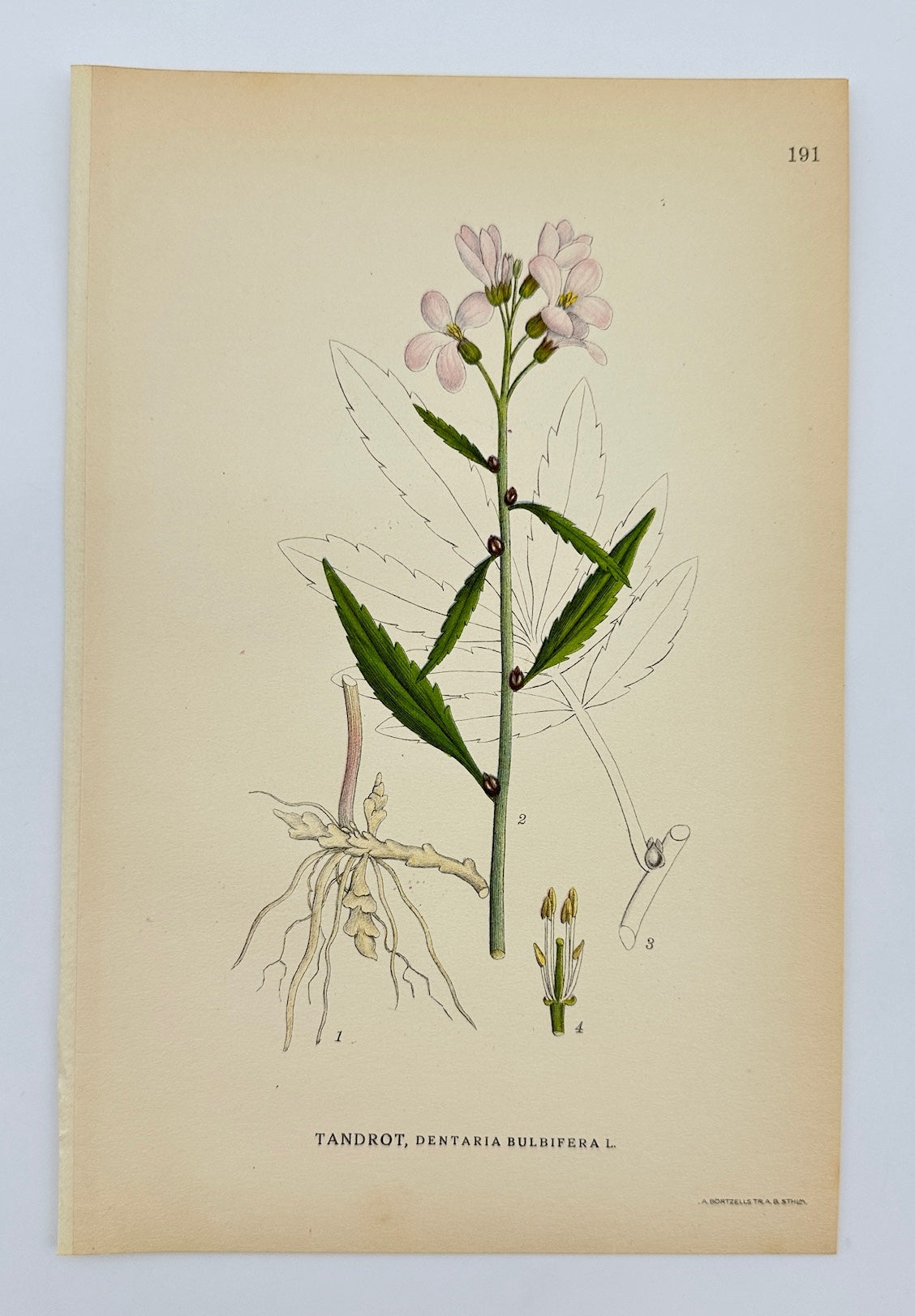 Antique Print - Carl Lindman - Dentaria Bulbifera - Coralroot Bittercress - F4