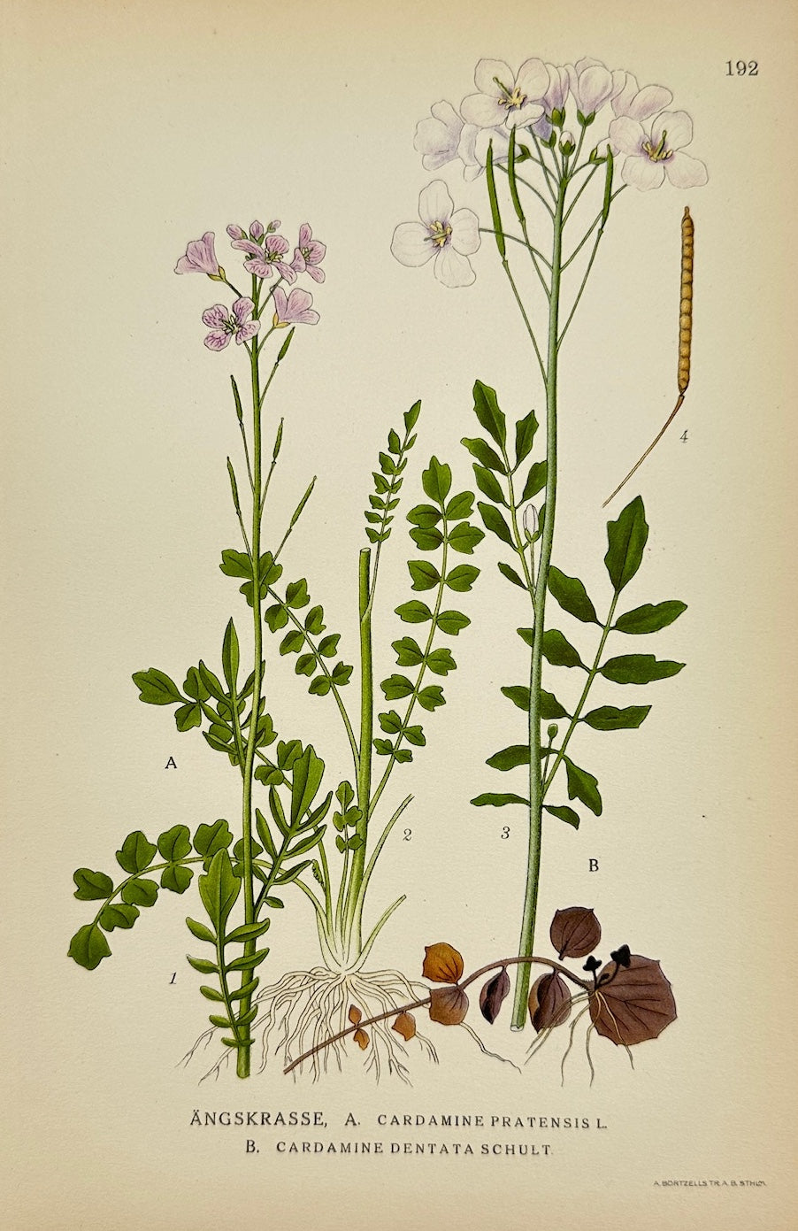 Antique Botanical Print - Carl Lindman - Cuckooflower and Toothwort - F4