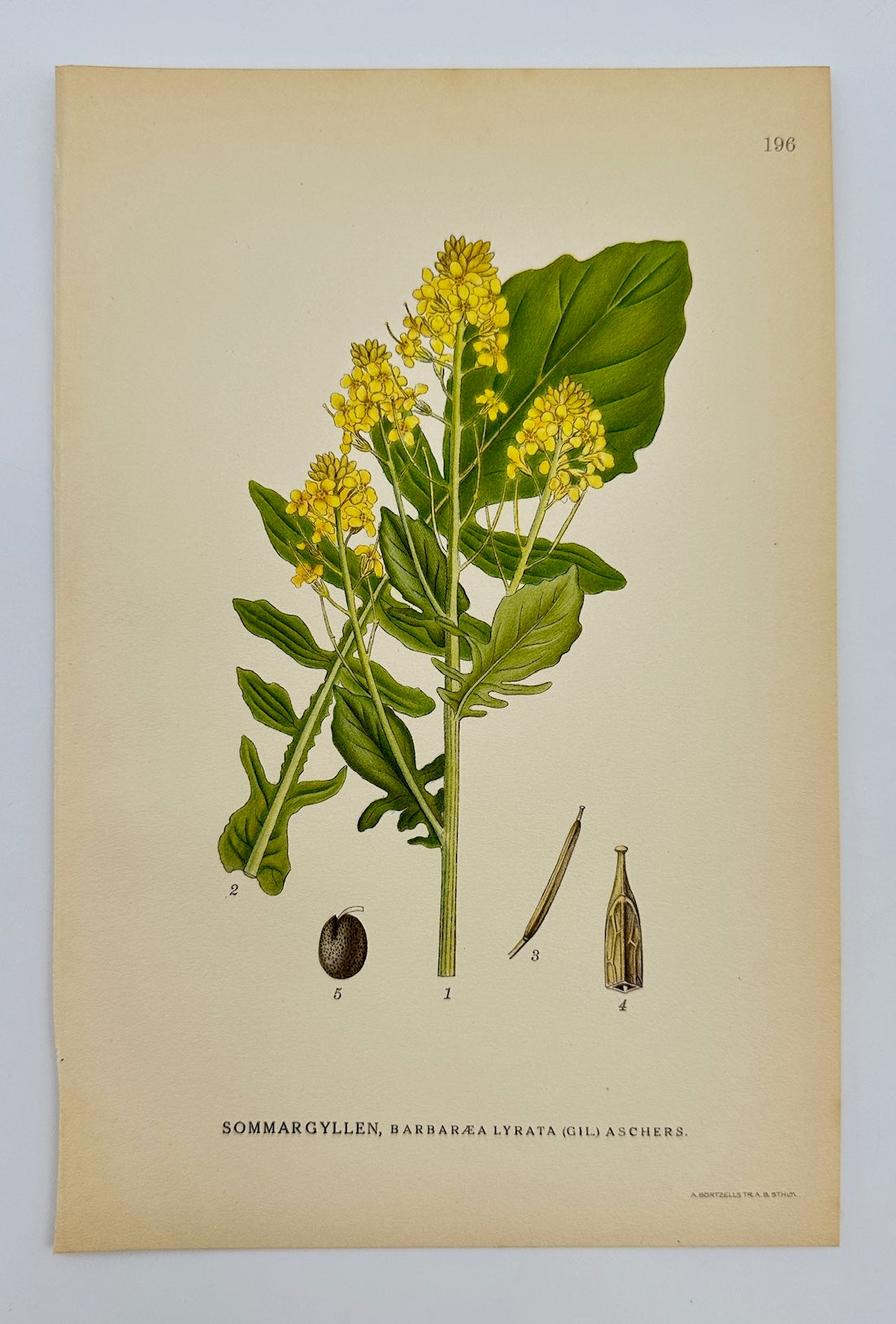 Antique Print - Carl Lindman - Lyre-leaved Rockcress - Barbarea Lyrata - F4