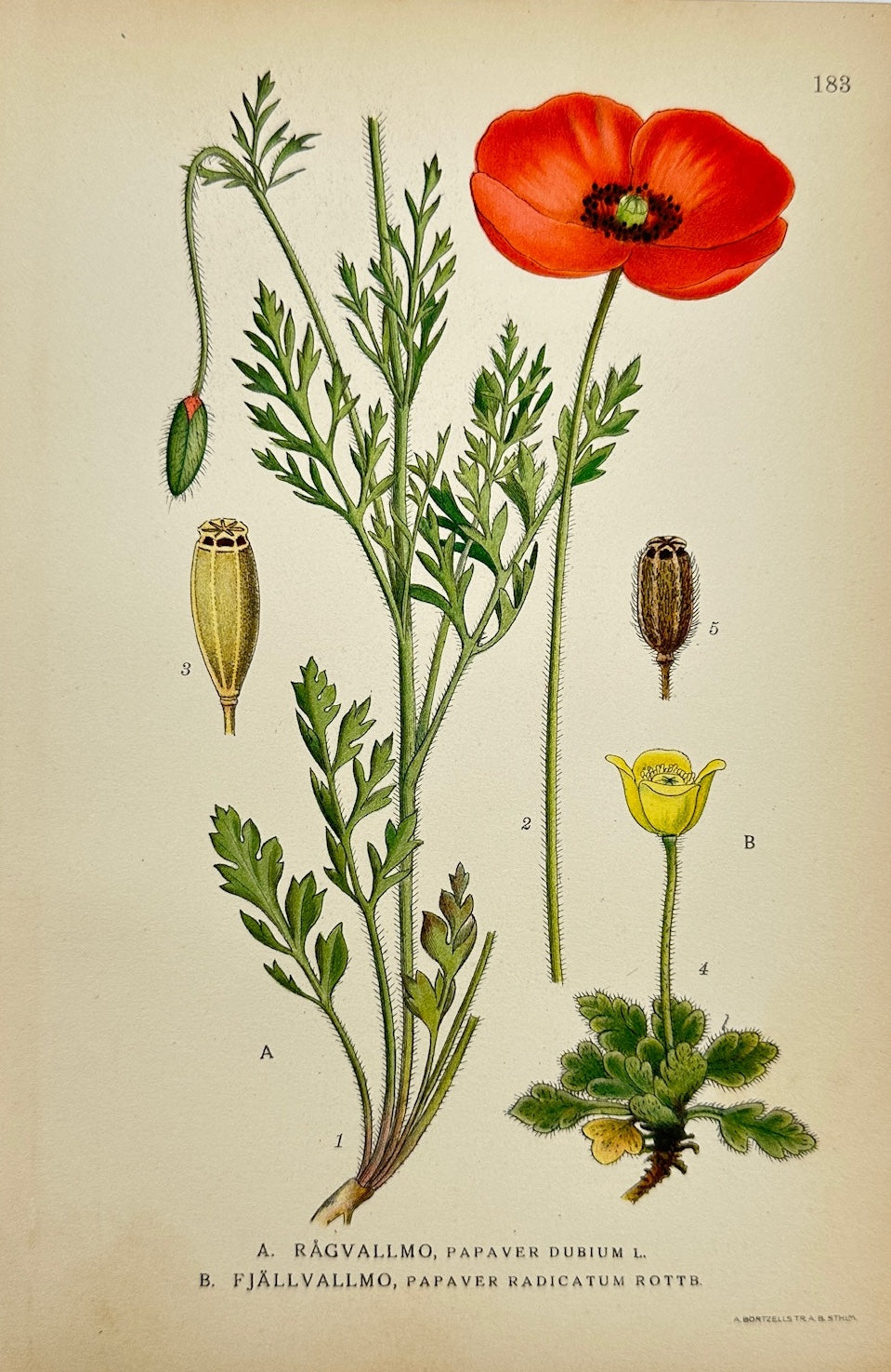 Antique Botanical Print - Carl Lindman - Long-headed Poppy and Arctic Poppy - F4