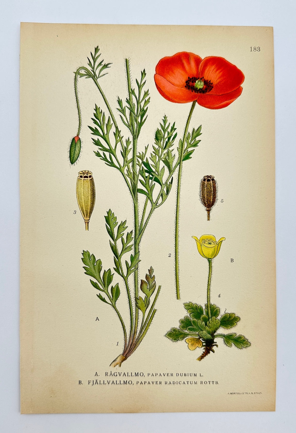 Antique Botanical Print - Carl Lindman - Long-headed Poppy and Arctic Poppy - F4