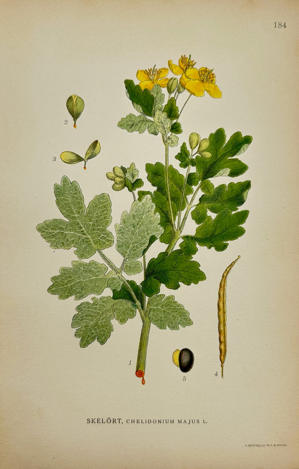 Antique Print - Carl Lindman - Greater Celandine - Chelidonium Majus - F4