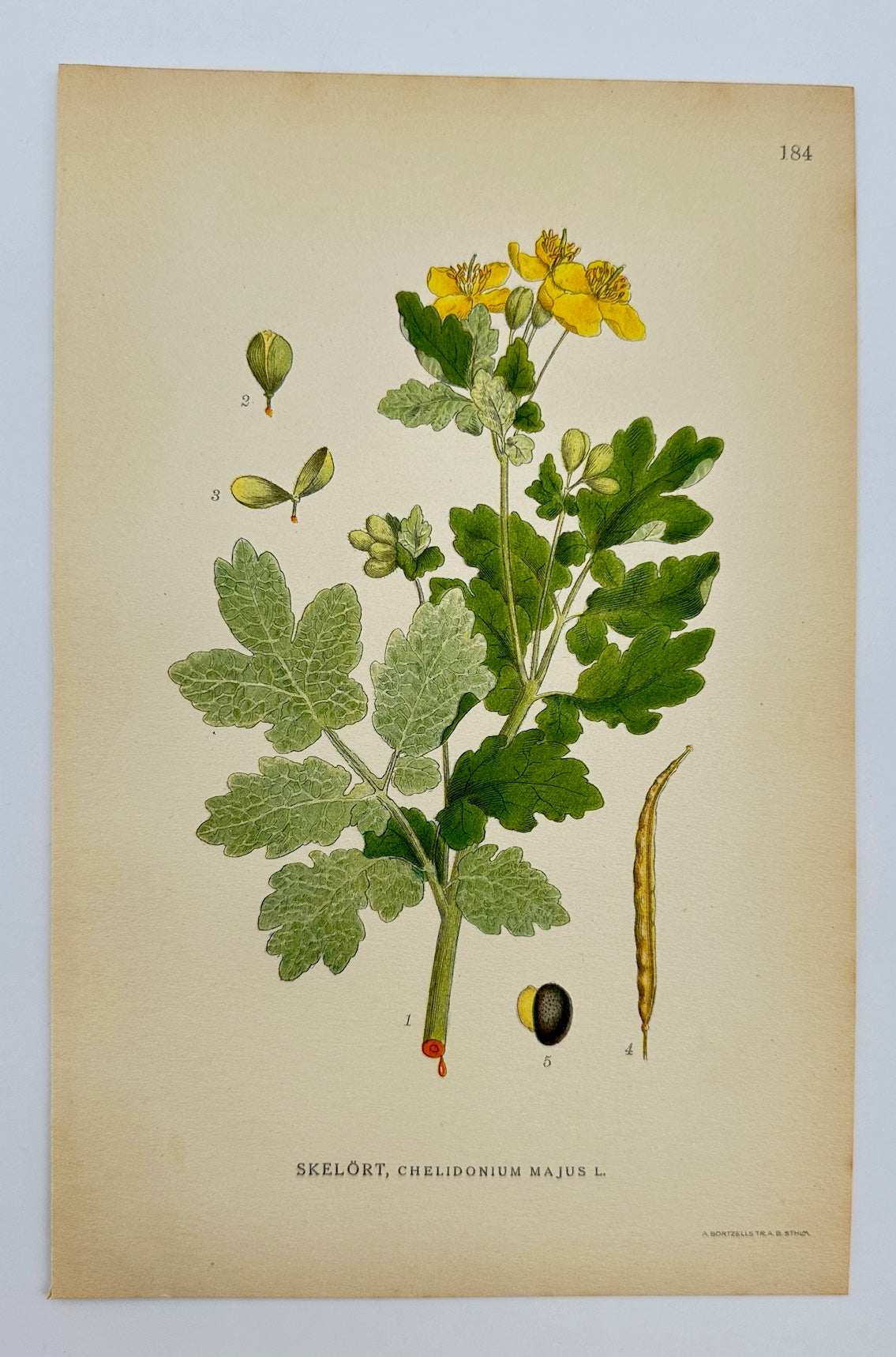 Antique Print - Carl Lindman - Greater Celandine - Chelidonium Majus - F4