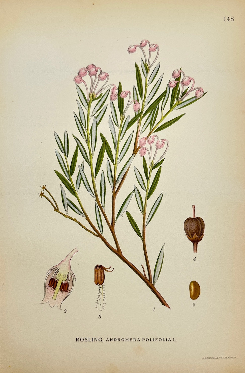 Antique Botanical Print - Carl Lindman - Bog Rosemary - Andromeda Polifolia - F4