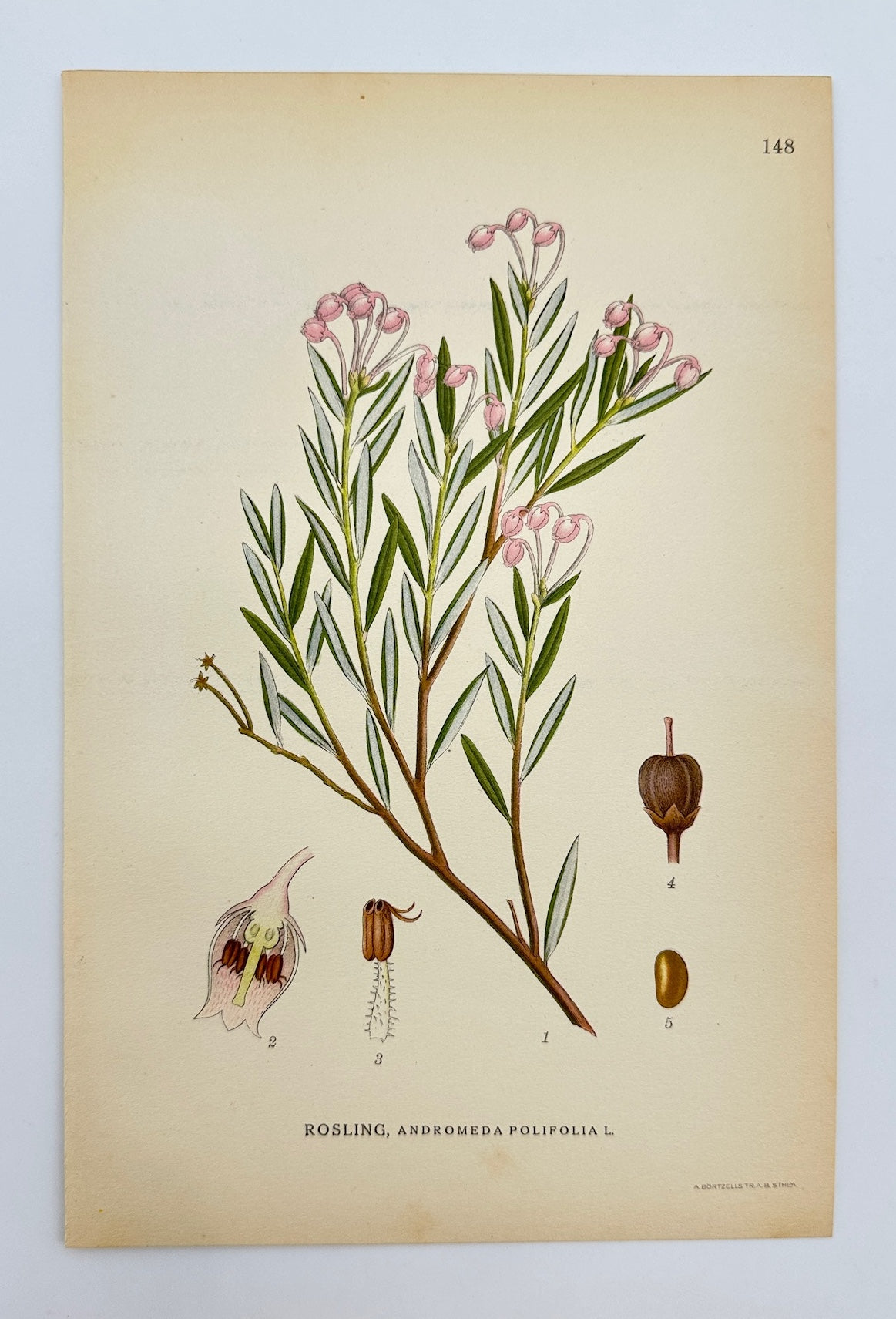 Antique Botanical Print - Carl Lindman - Bog Rosemary - Andromeda Polifolia - F4