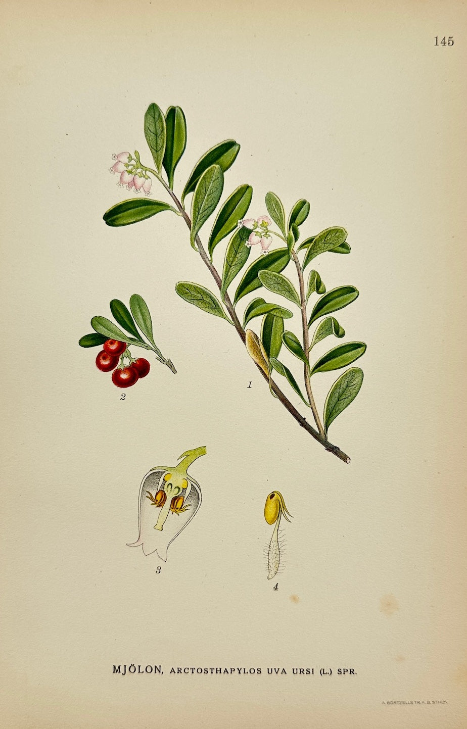 Antique Print - Carl Lindman - Bearberry - Arctostaphylos Uva-ursi - F4