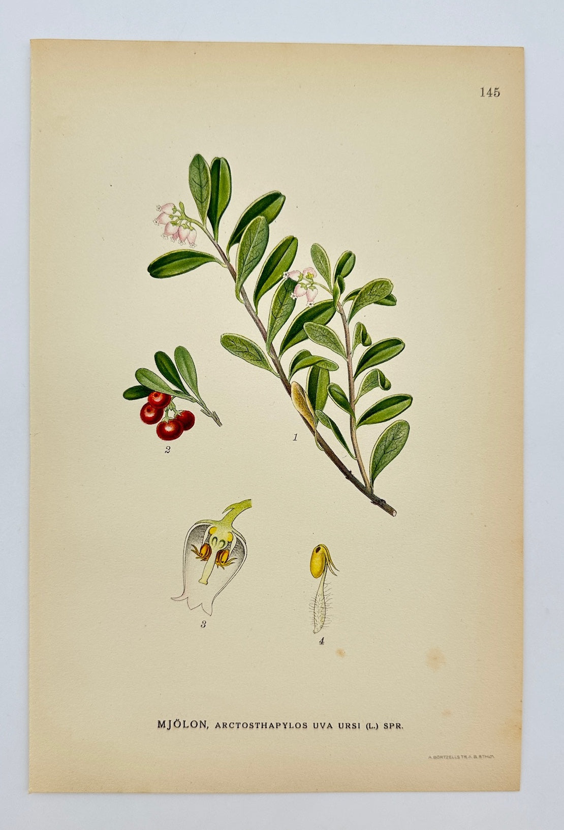 Antique Print - Carl Lindman - Bearberry - Arctostaphylos Uva-ursi - F4