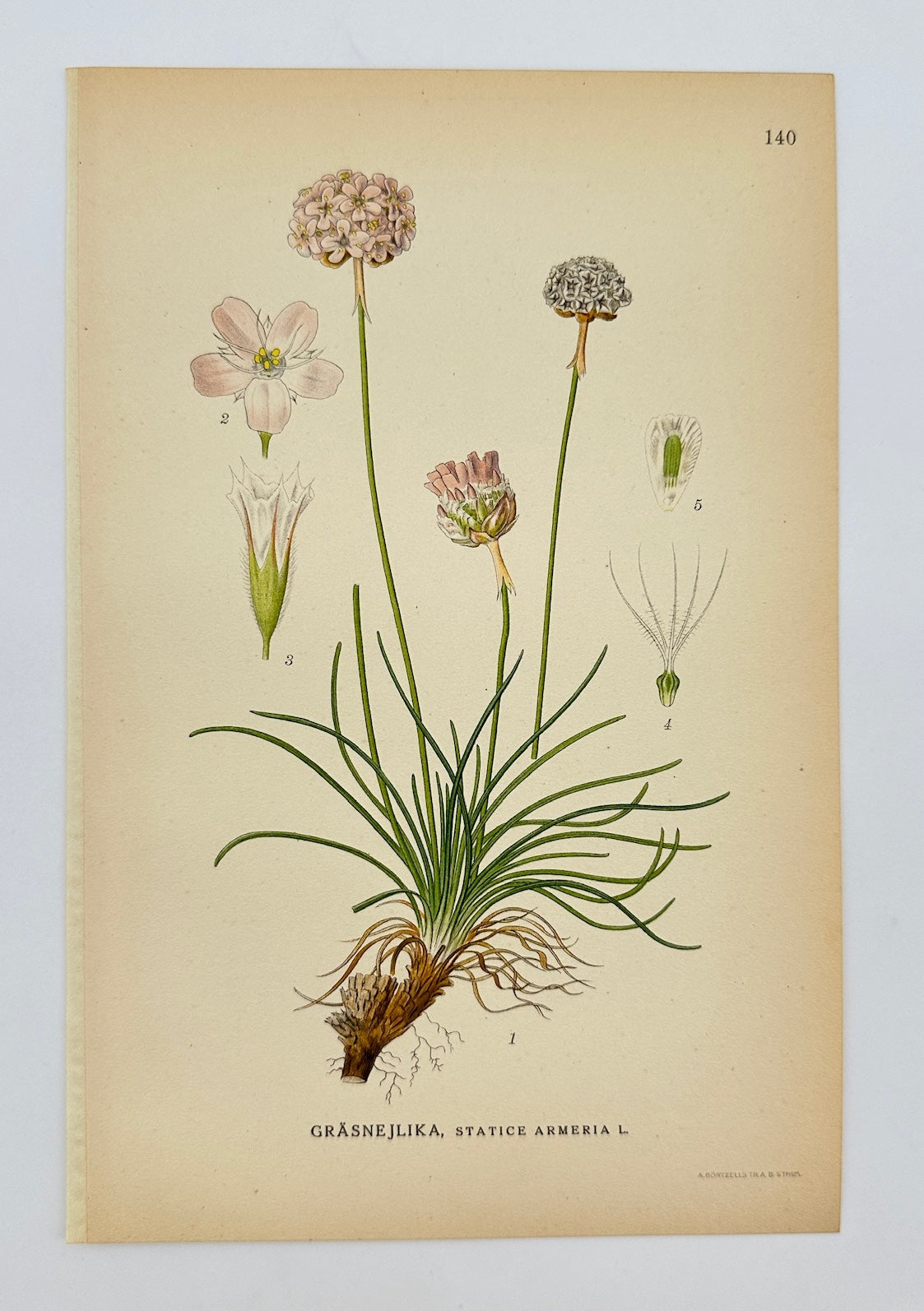 Antique Botanical Print - Carl Lindman - Thrift Sea Pink - Statice Armeria - F4