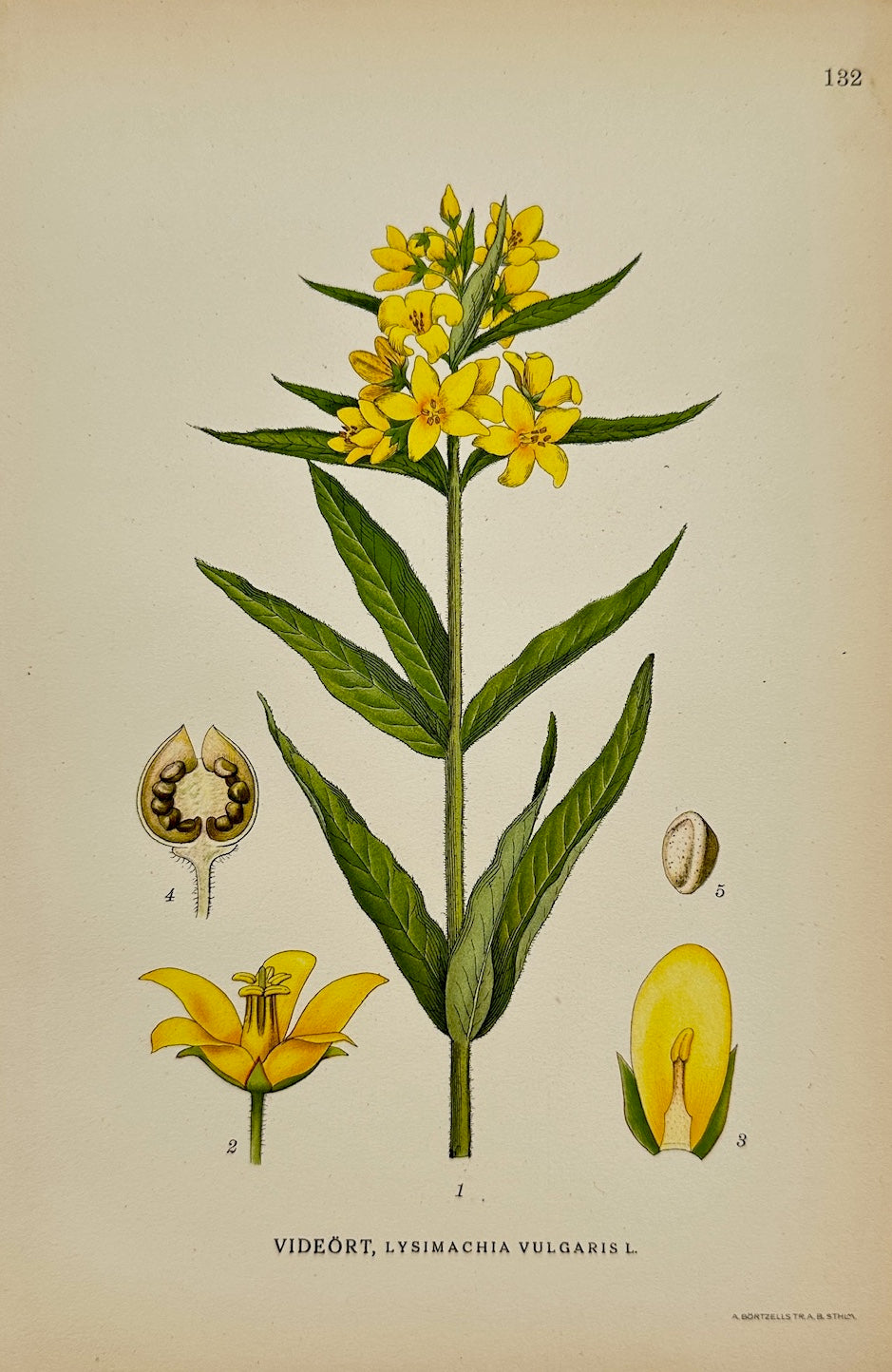 Antique Print - Carl Lindman - Yellow Loosestrife - Lysimachia Vulgaris - F4