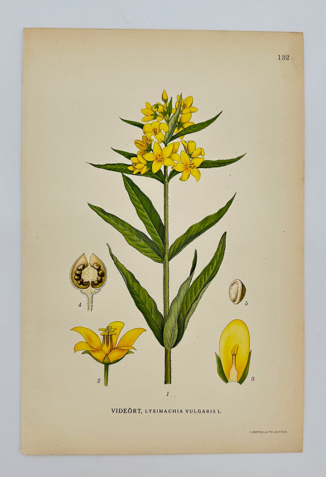 Antique Print - Carl Lindman - Yellow Loosestrife - Lysimachia Vulgaris - F4