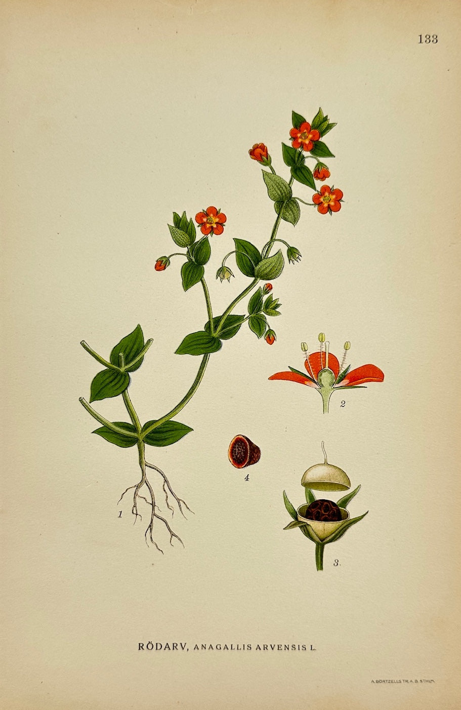 Antique Print - Carl Lindman - Scarlet Pimpernel - Anagallis Arvensis - F4