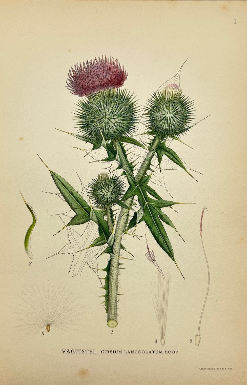 Antique Print - Lindman - Lance-leaved Thistle - Cirsium Lanceolatum Scop - F4