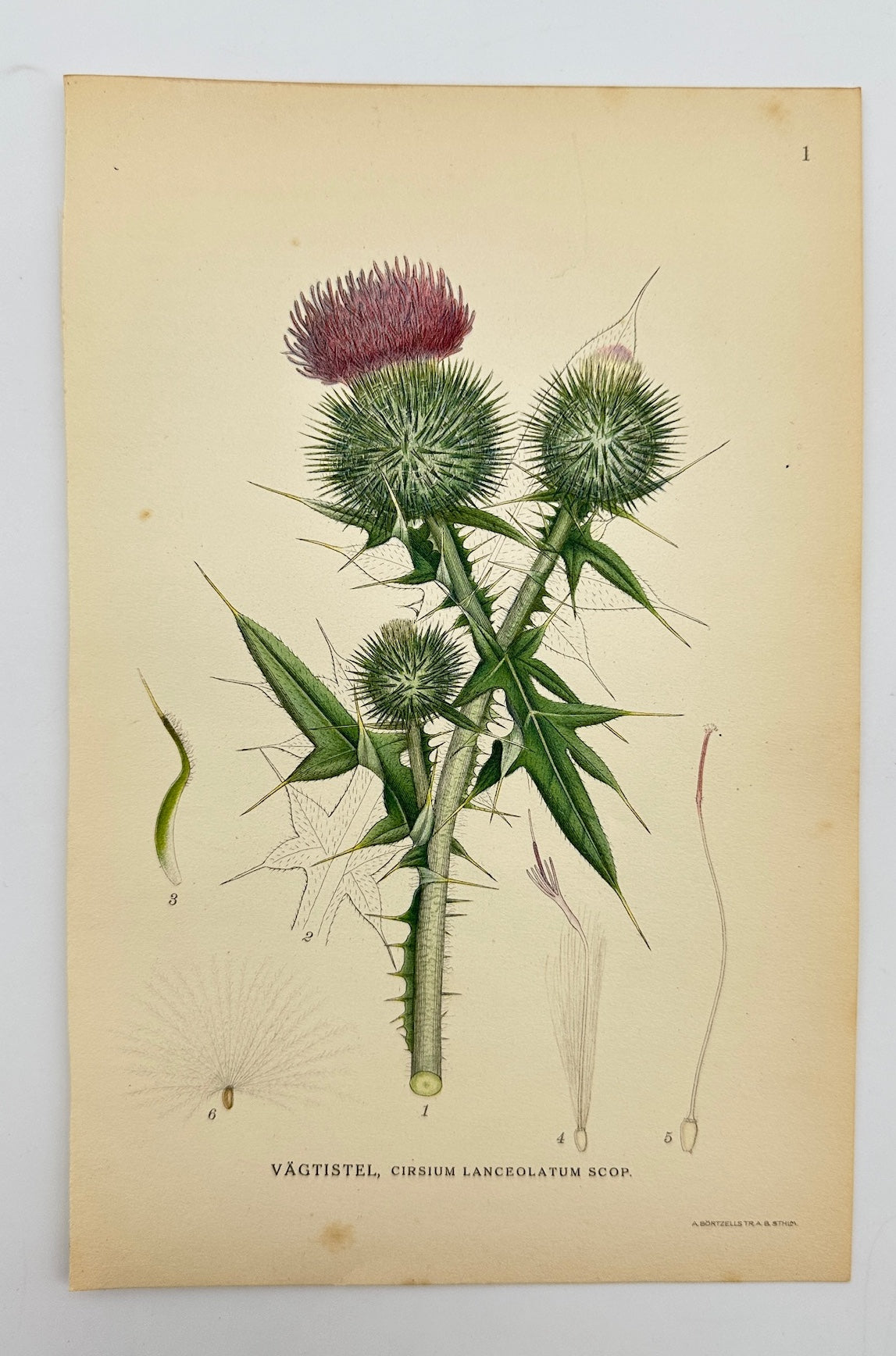 Antique Print - Lindman - Lance-leaved Thistle - Cirsium Lanceolatum Scop - F4