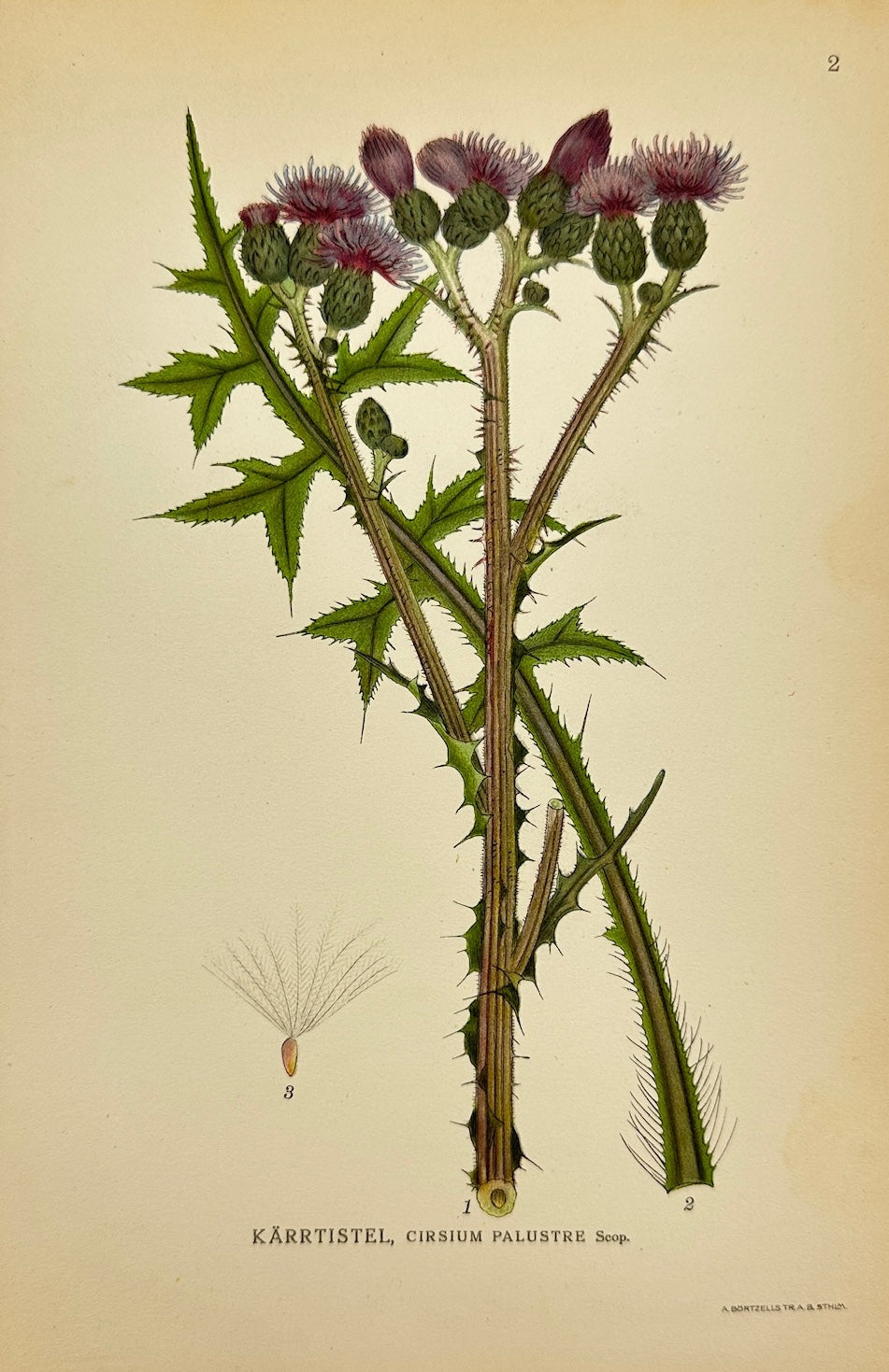 Antique Print - Carl Lindman - Marsh Thistle - Cirsium Palustre Scop - F4