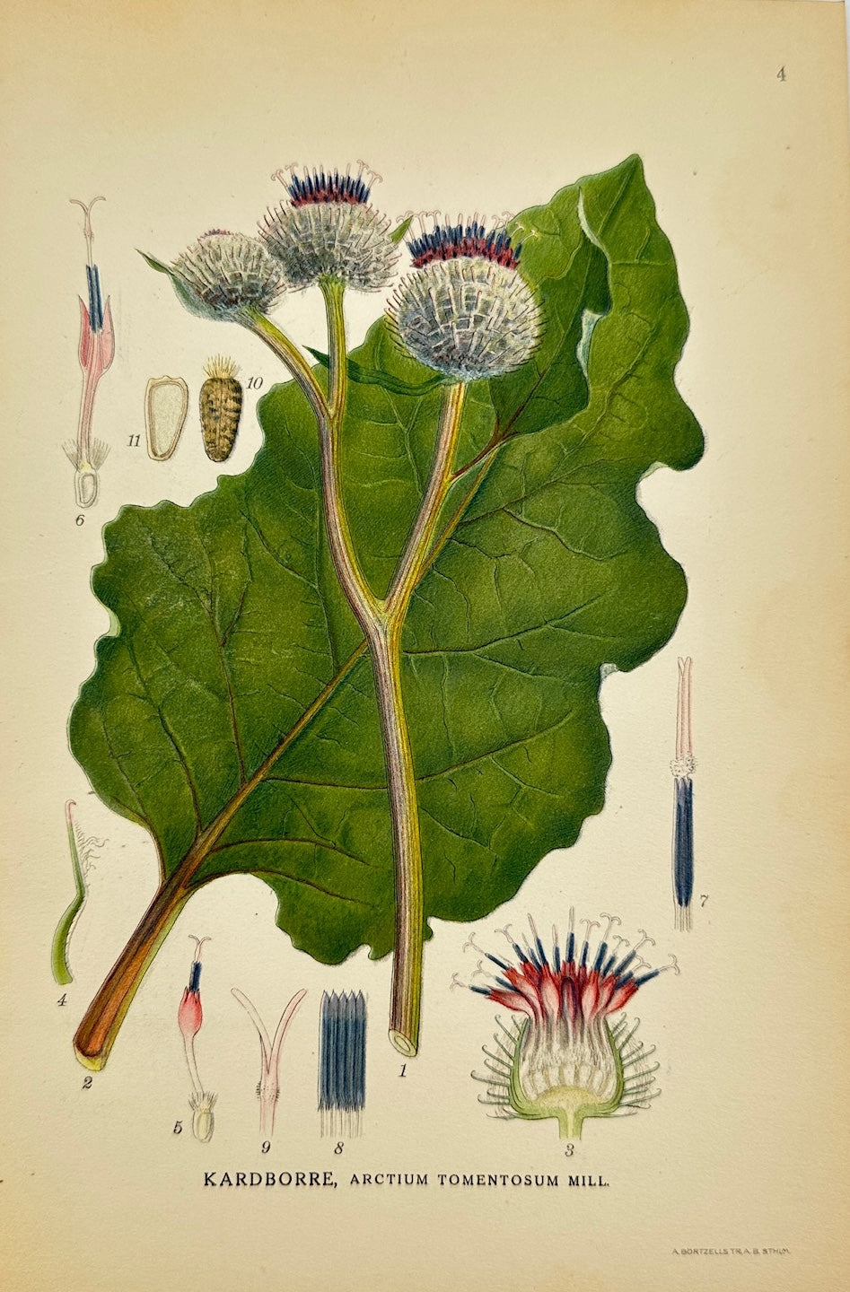 Antique Print - Carl Lindman - Woolly Burdock - Arctium Tomentosum - F4