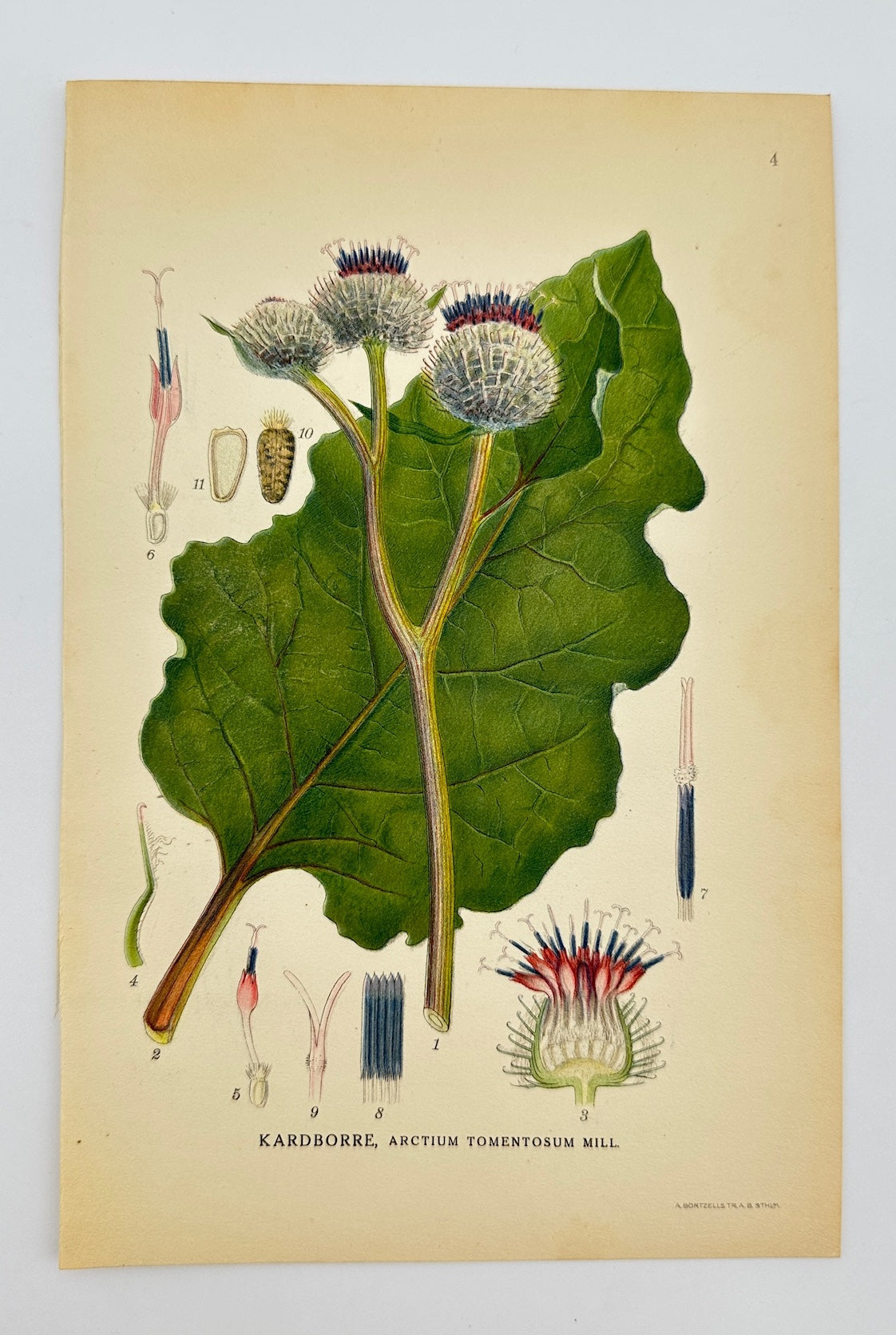 Antique Print - Carl Lindman - Woolly Burdock - Arctium Tomentosum - F4