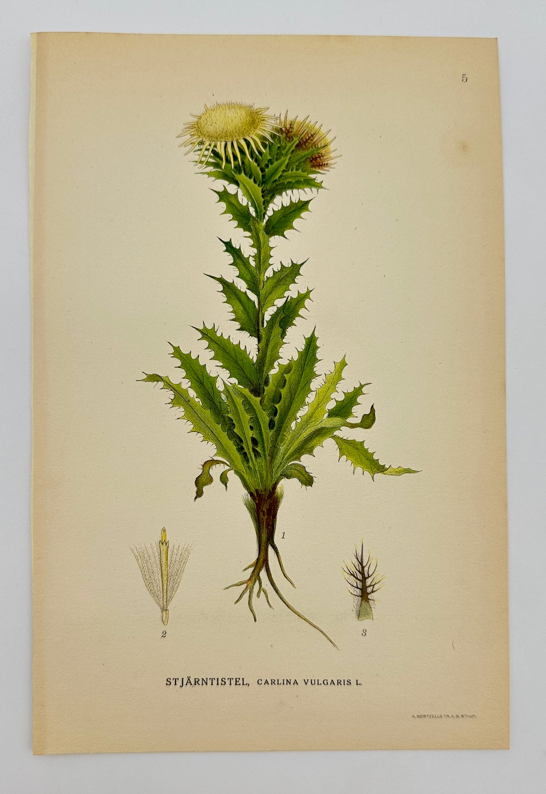 Antique Botanical Print - Carl Lindman - Carlina Vulgaris - Carline Thistle - F4