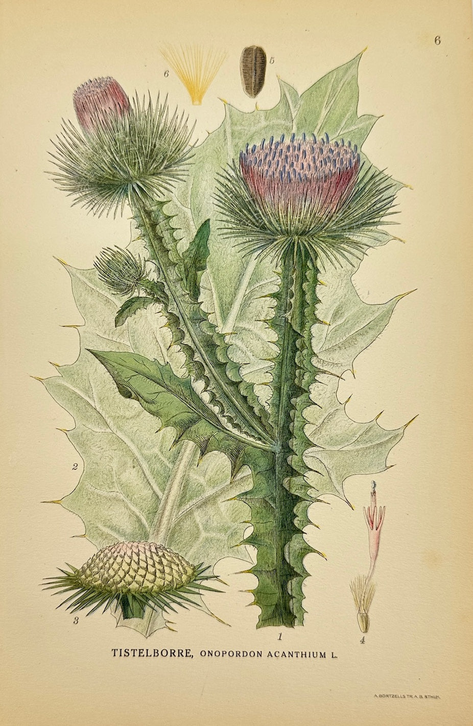 Antique Print - Carl Lindman - Onopordum Acanthium - Scotch Thistle - F4