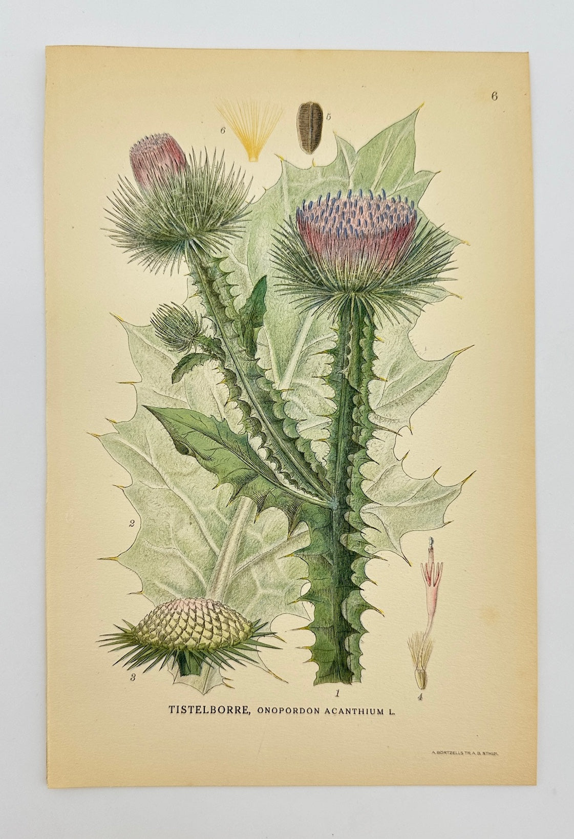 Antique Print - Carl Lindman - Onopordum Acanthium - Scotch Thistle - F4