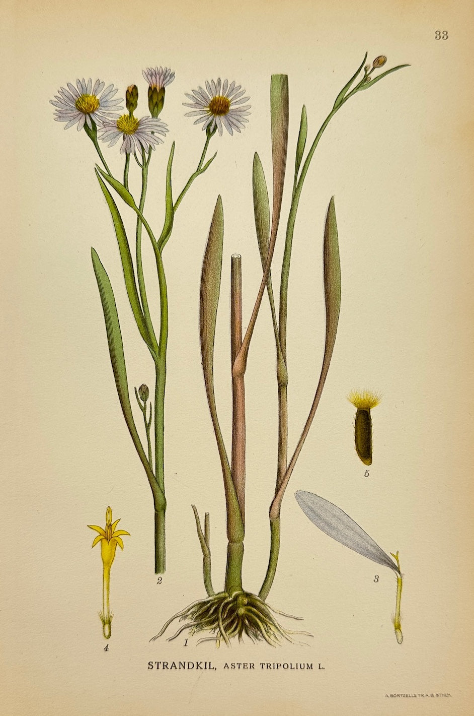 Antique Botanical Print - Carl Lindman - Sea Aster - Aster Tripolium - F4