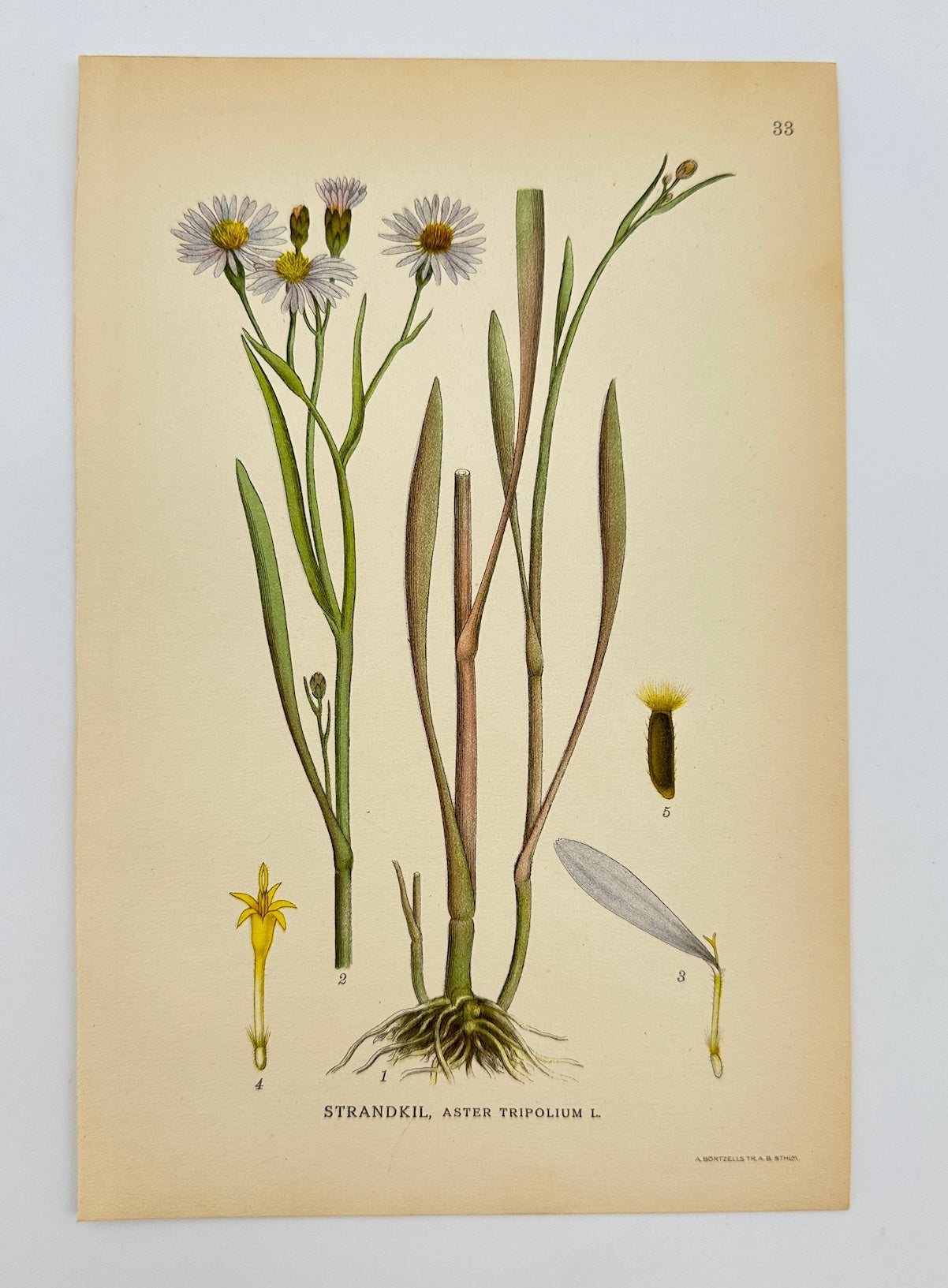 Antique Botanical Print - Carl Lindman - Sea Aster - Aster Tripolium - F4