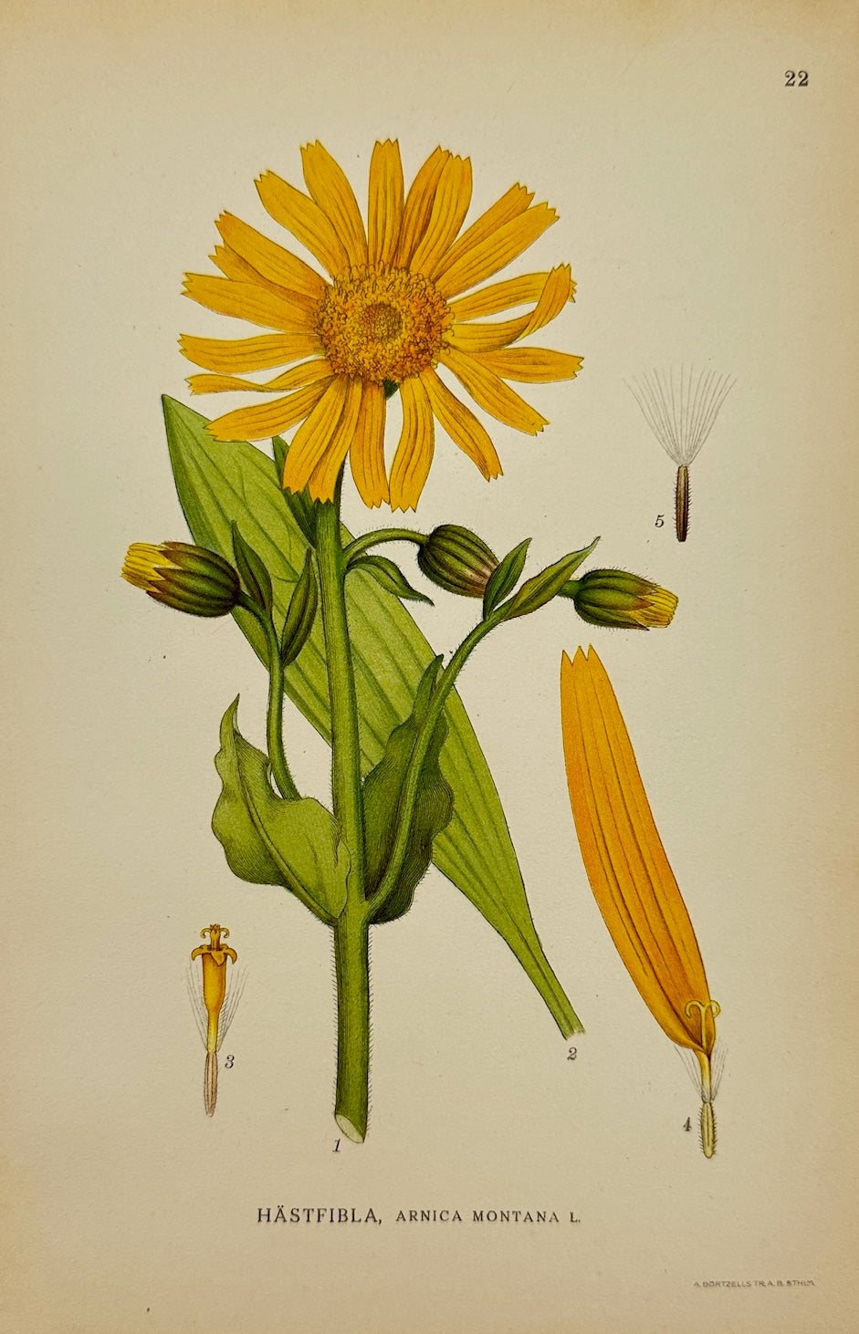 Antique Botanical Print - Carl Lindman - Arnica Montana - Mountain Arnica - F4