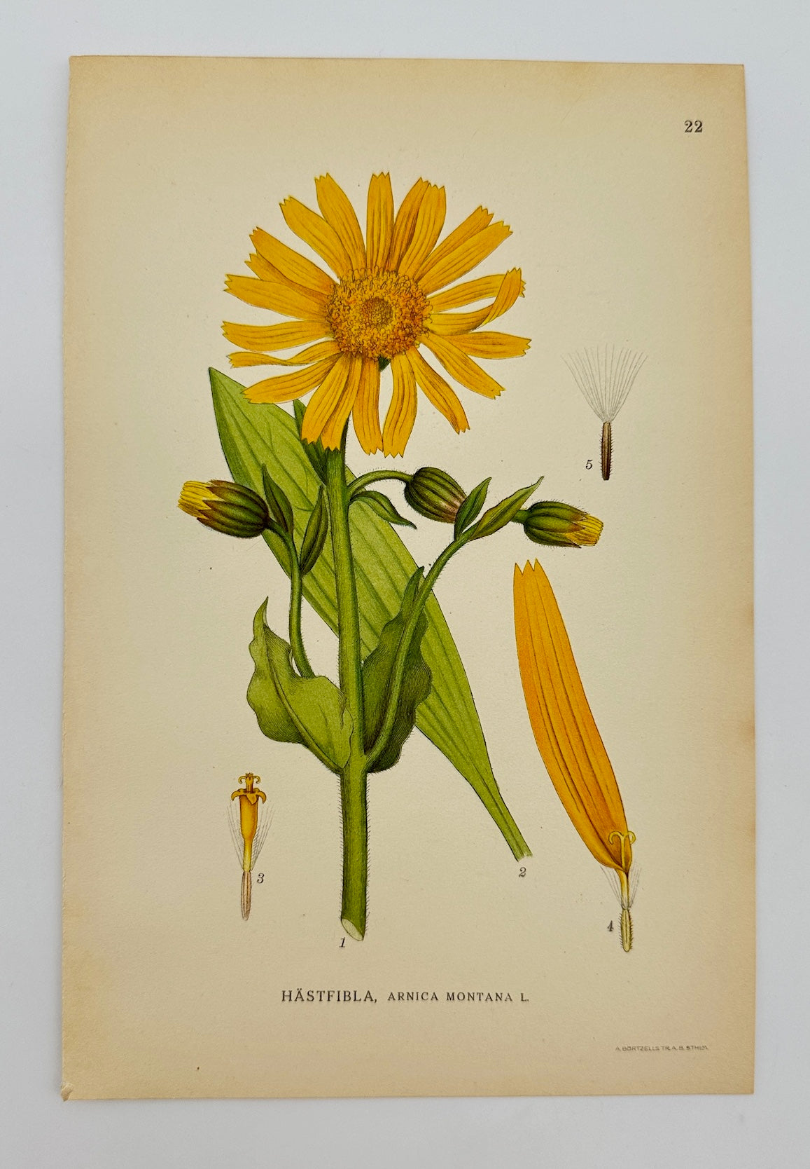 Antique Botanical Print - Carl Lindman - Arnica Montana - Mountain Arnica - F4